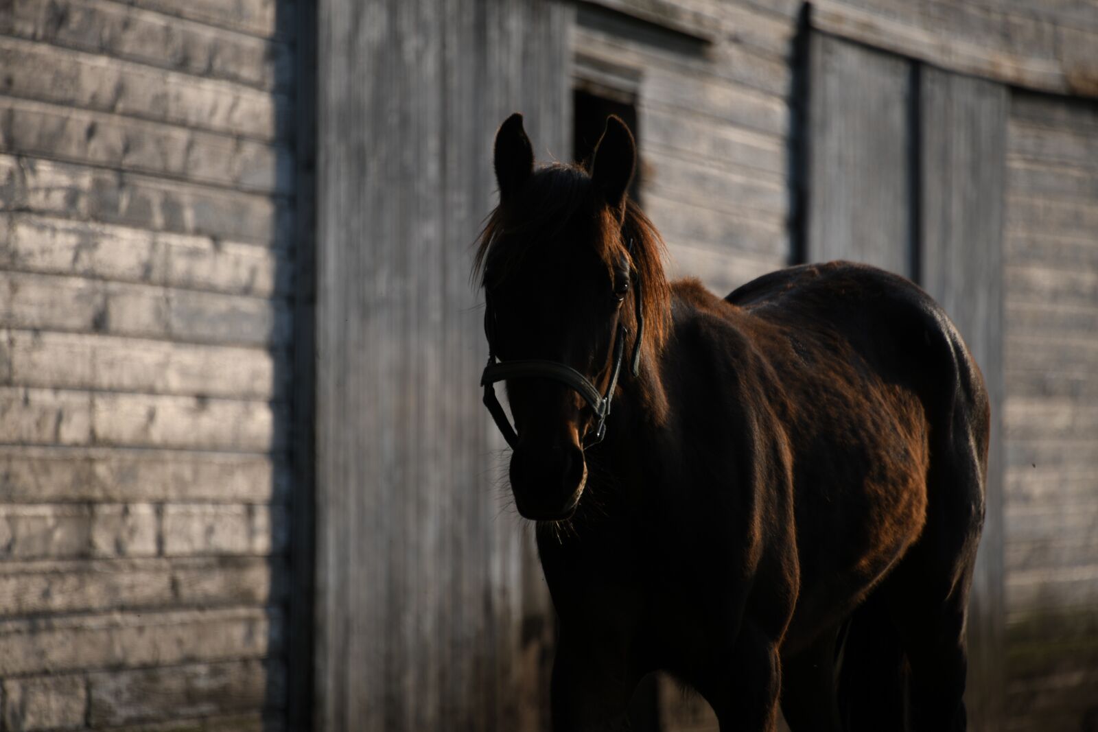 Nikon D850 sample photo. Horse, shadow, farm photography