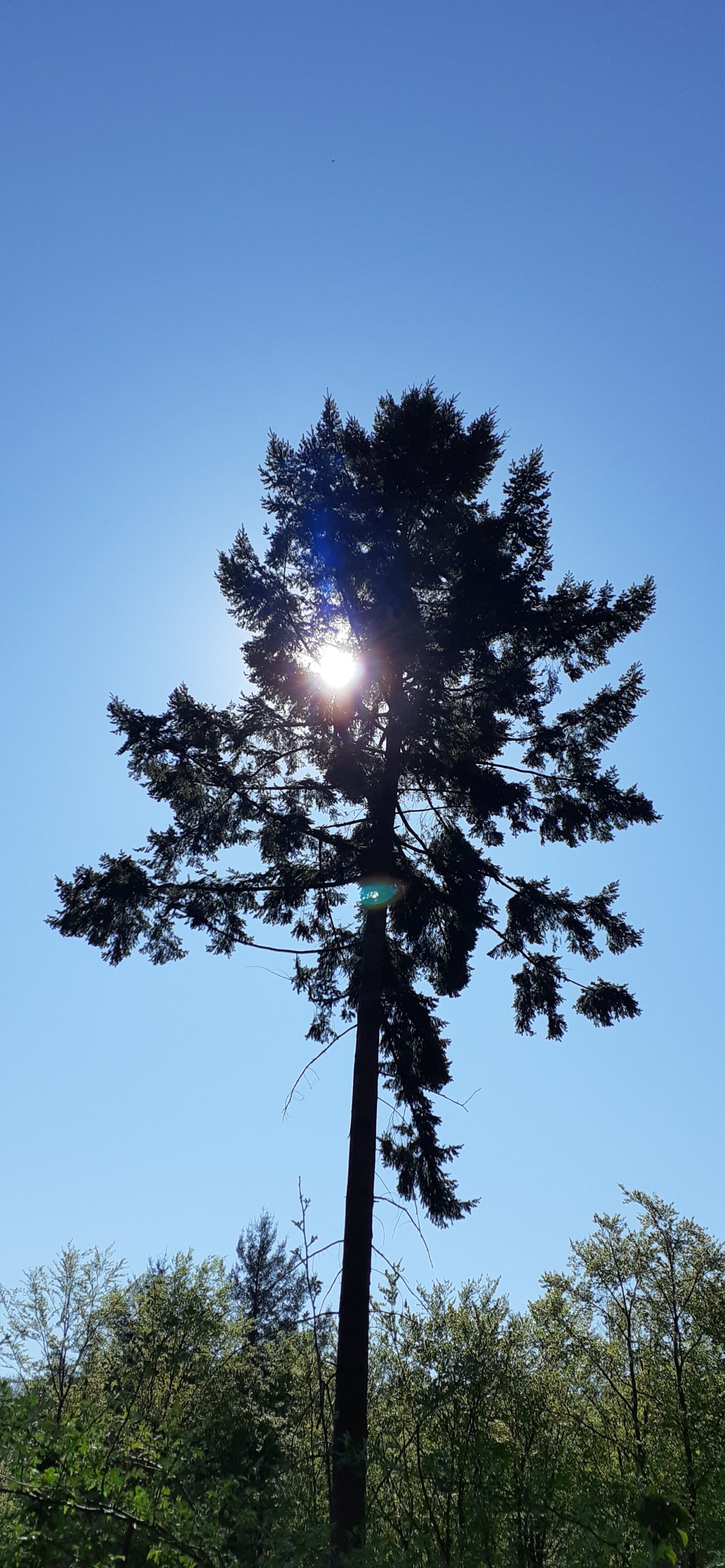 Samsung SM-A202F sample photo. Sky, sun, view photography