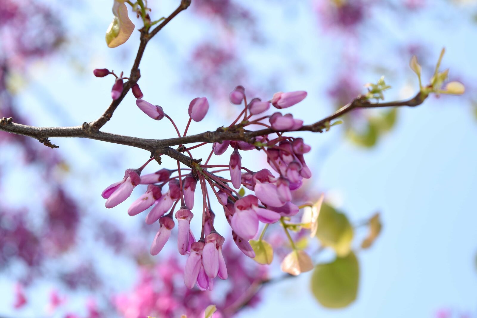 Nikon D5500 sample photo. Garden, plant, tree, blossom photography