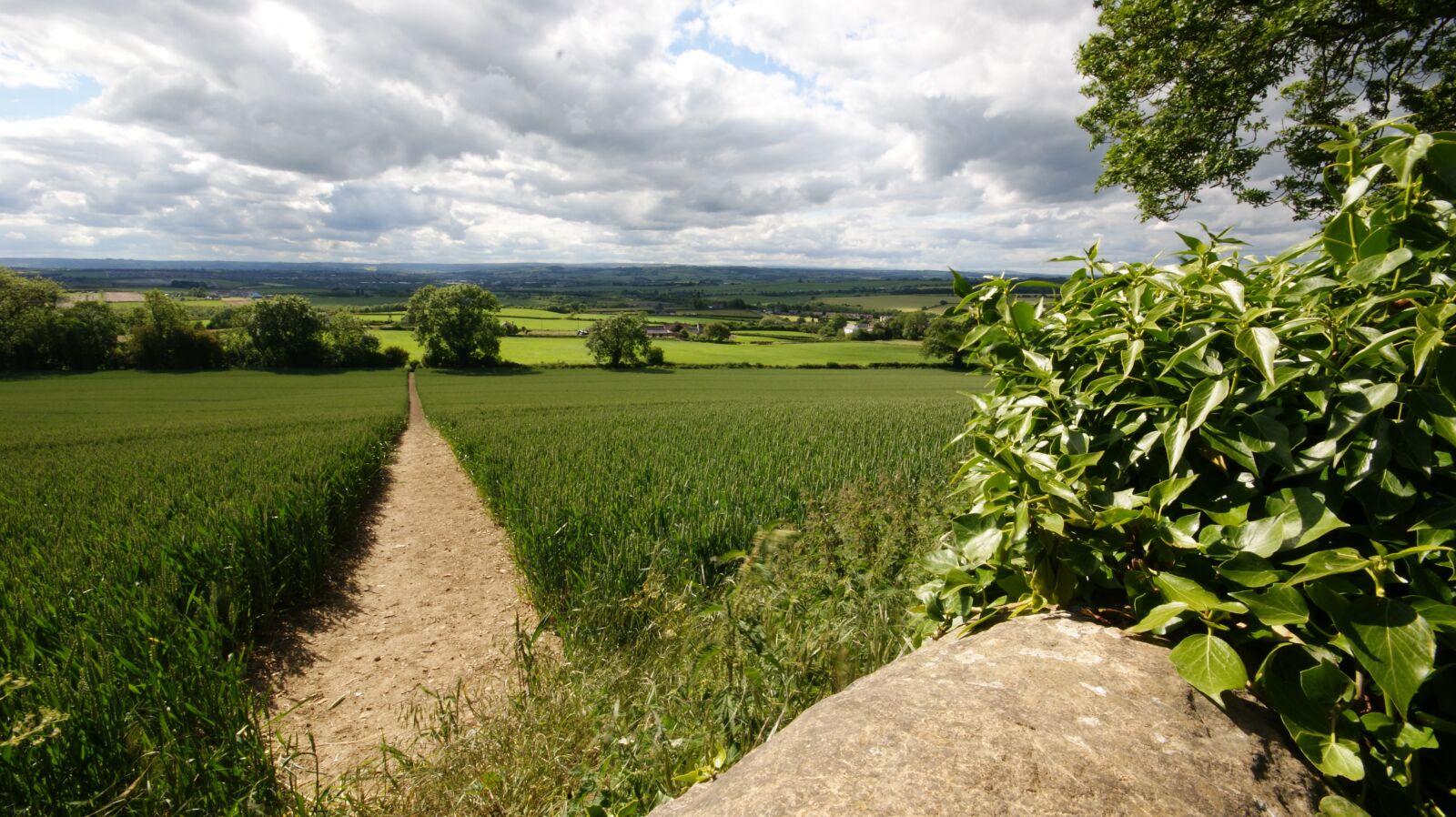 Sony Alpha DSLR-A390 sample photo. Path, crops, green photography