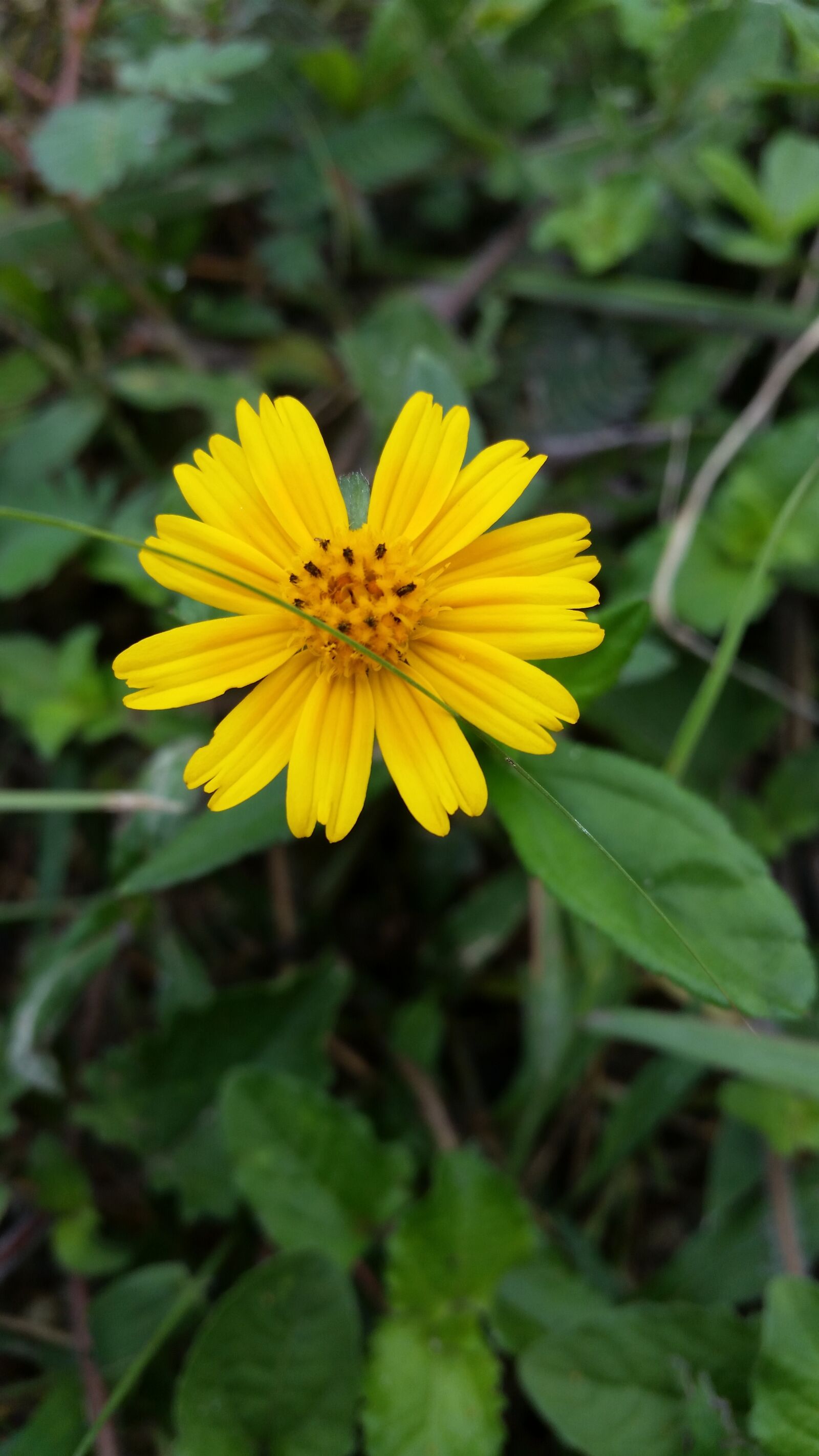 Samsung Galaxy S5 sample photo. Flower, yellow, brown photography