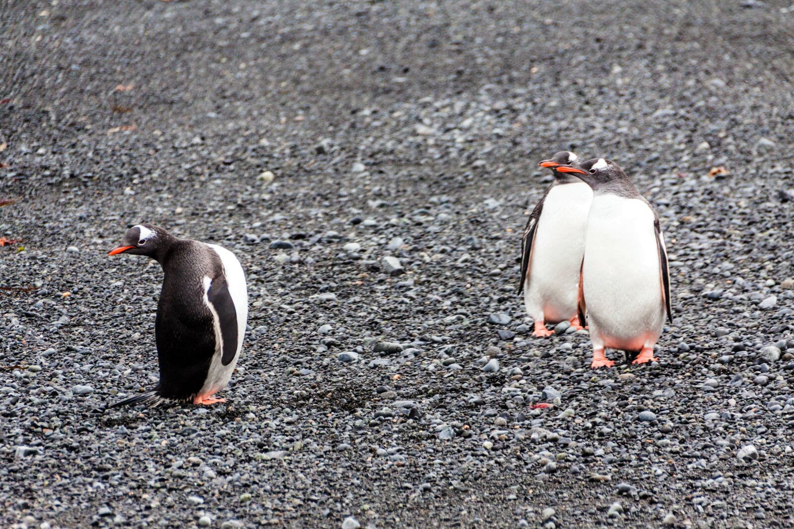 Canon EOS 50D sample photo. Antarctica, continent, penguins photography