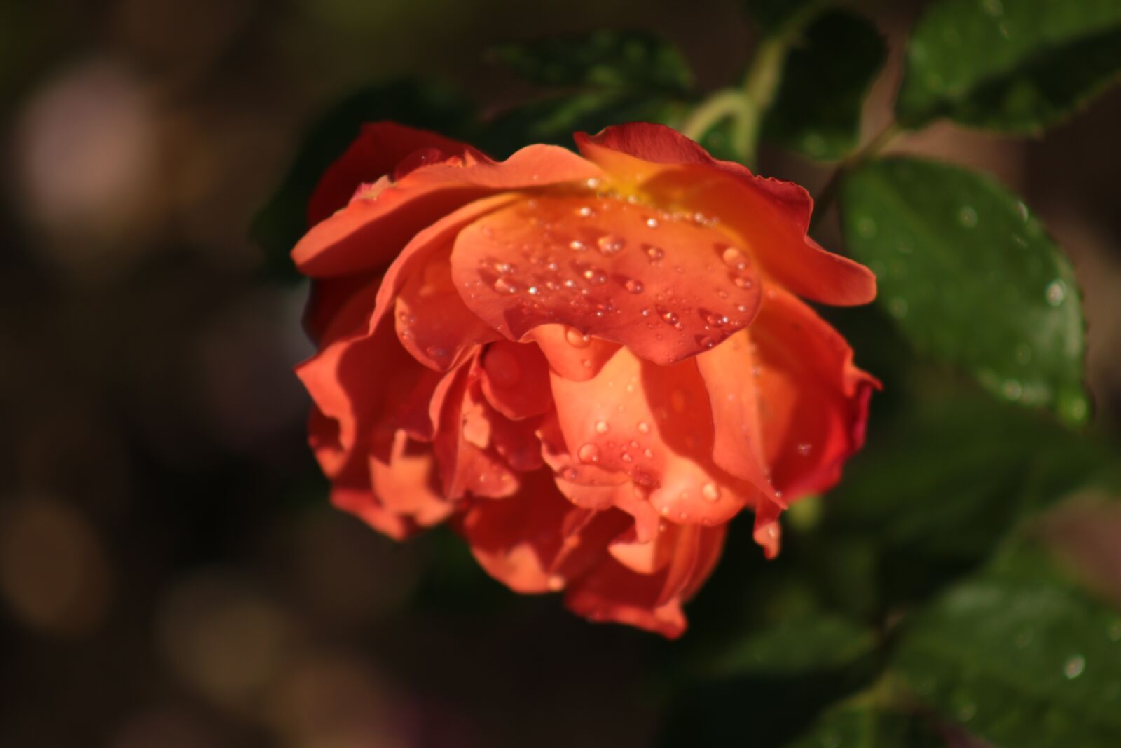 Canon EOS 70D + Canon EF 75-300mm f/4-5.6 USM sample photo. Rose, flower, romantic photography