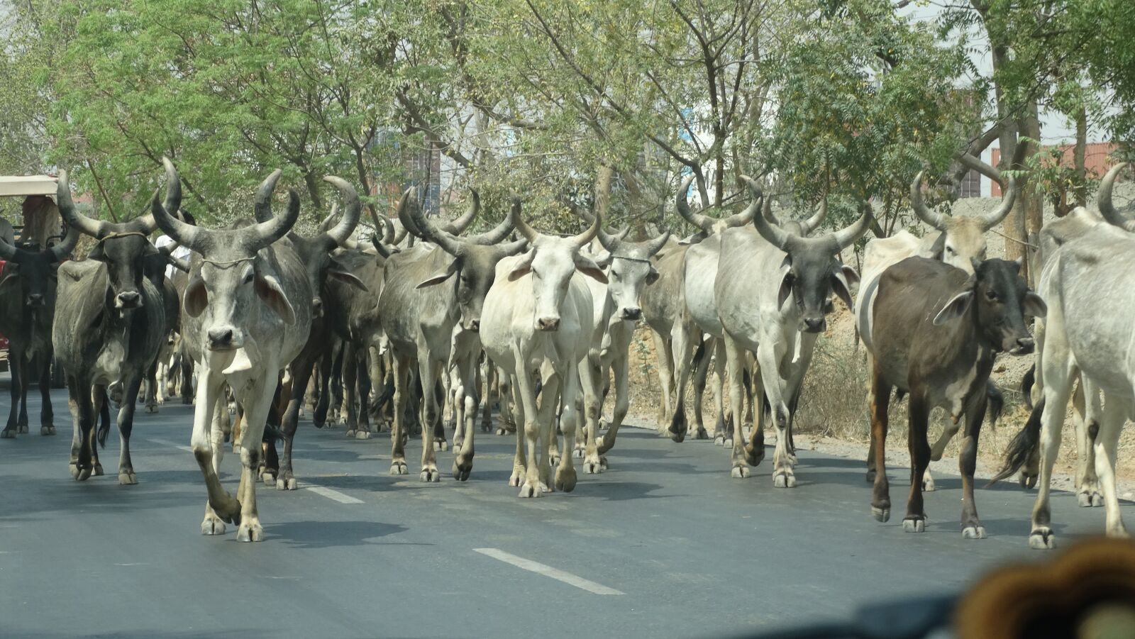 Sony Cyber-shot DSC-HX300 sample photo. India, cows, cattle photography