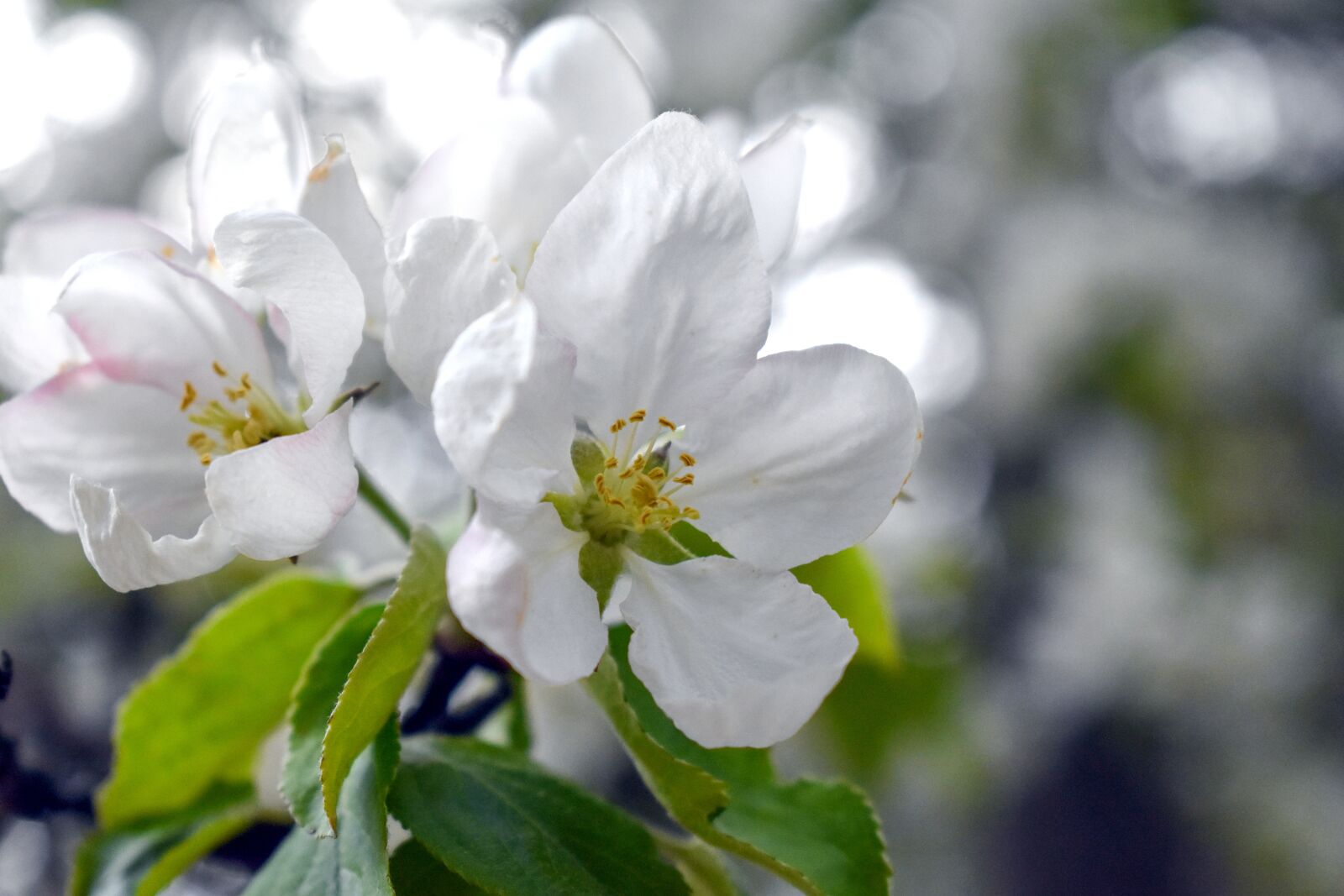 Nikon D3400 sample photo. Apple tree, color, blossom photography