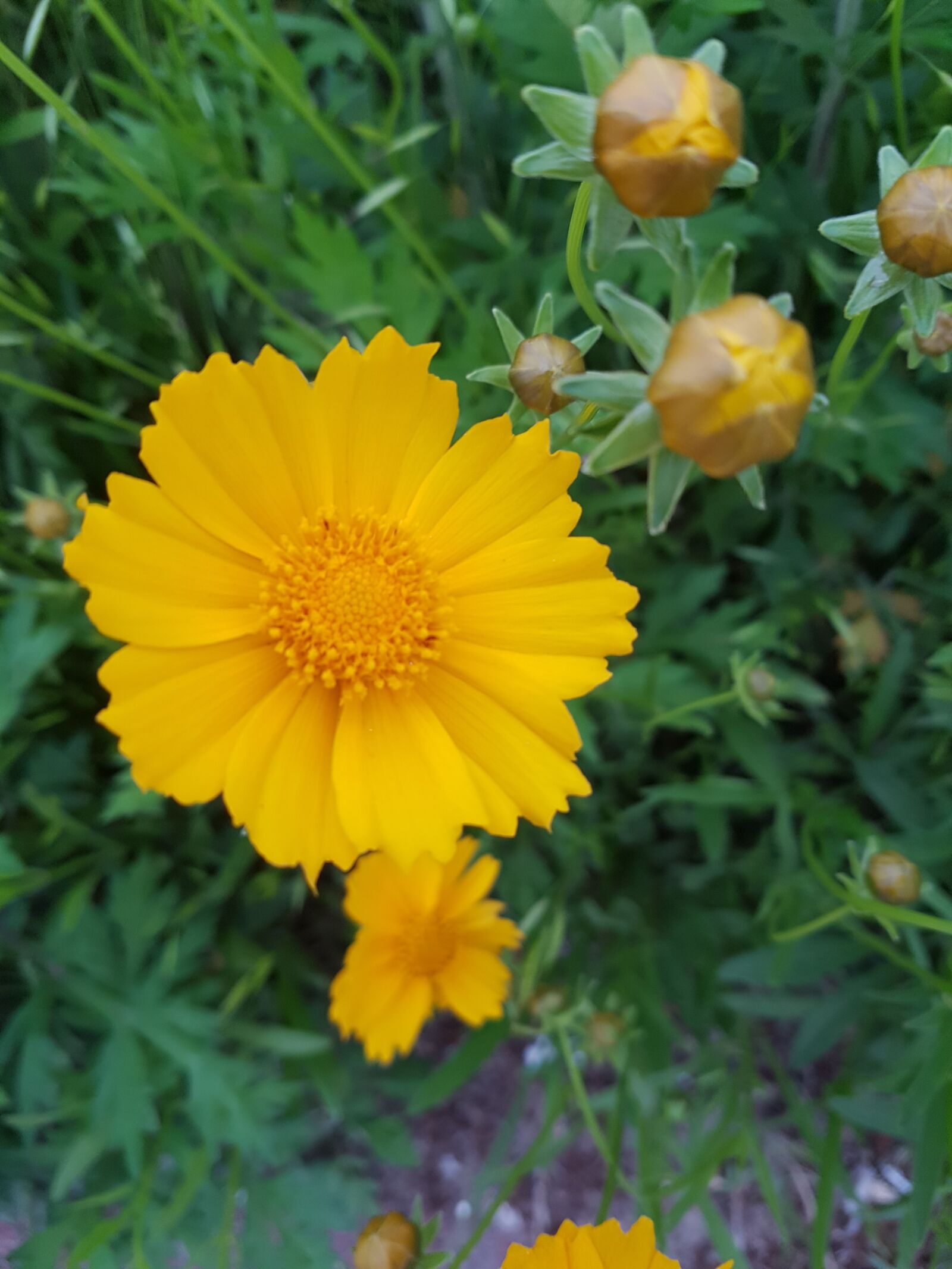 Samsung Galaxy S7 sample photo. Flower, yellow flower, sunflower photography