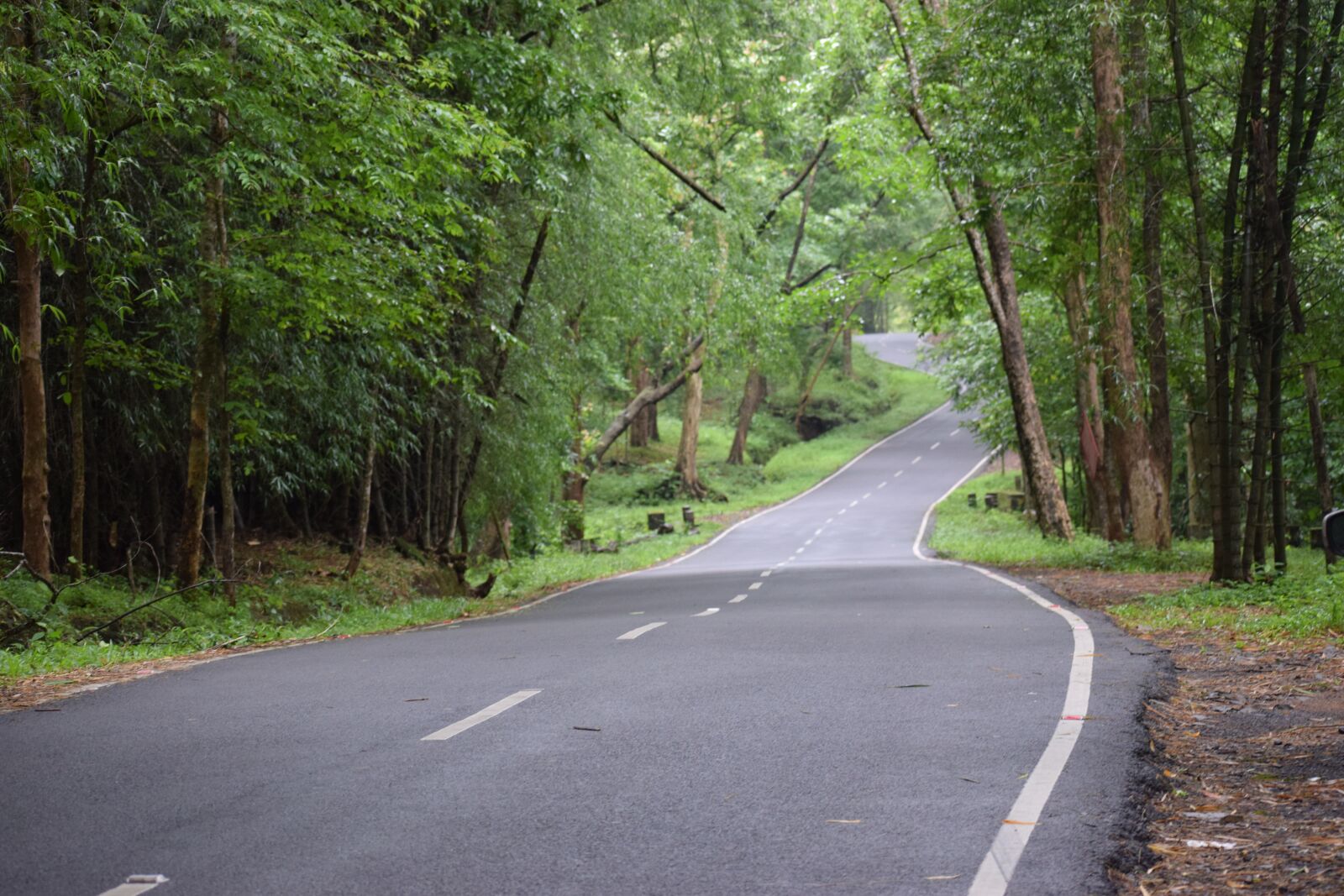 Nikon D5300 sample photo. Nature, road, forest photography