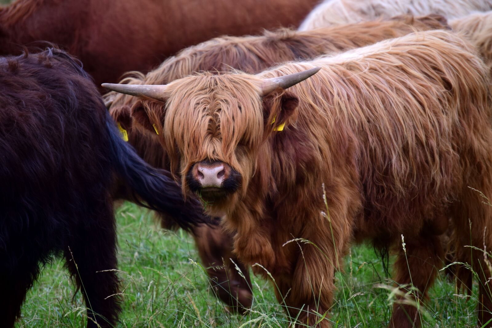 Nikon D3300 sample photo. Flock, herd of cattle photography