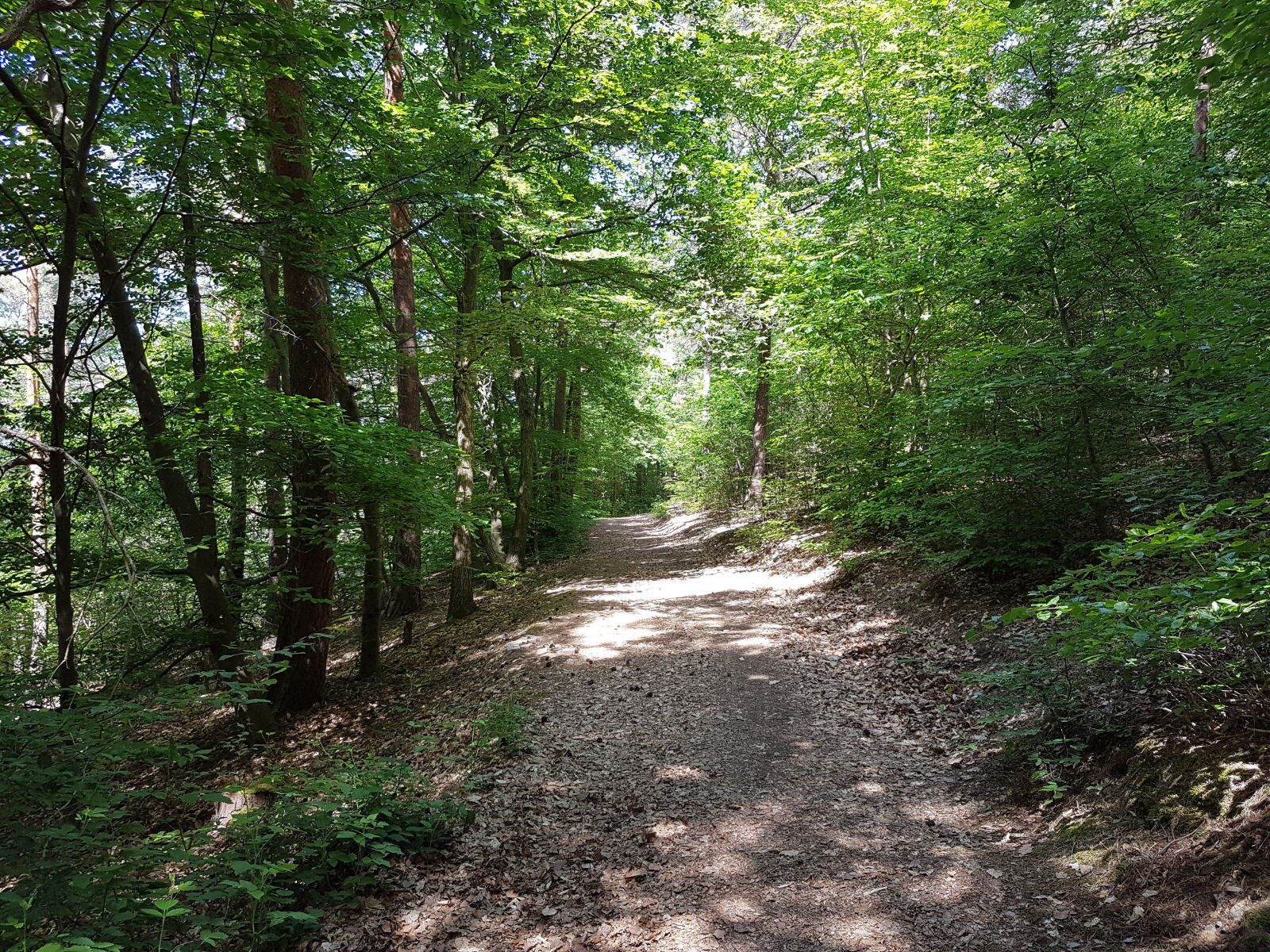 Samsung Galaxy S7 Edge sample photo. Forest, forest, path, nature photography