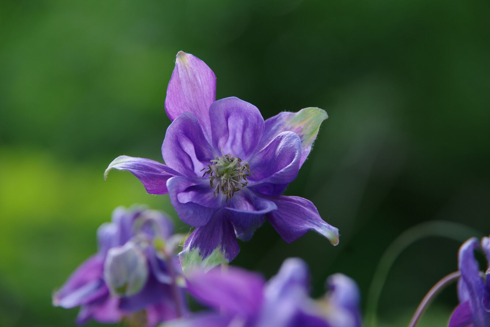 Pentax K-70 sample photo. Blume, blüte, flower photography