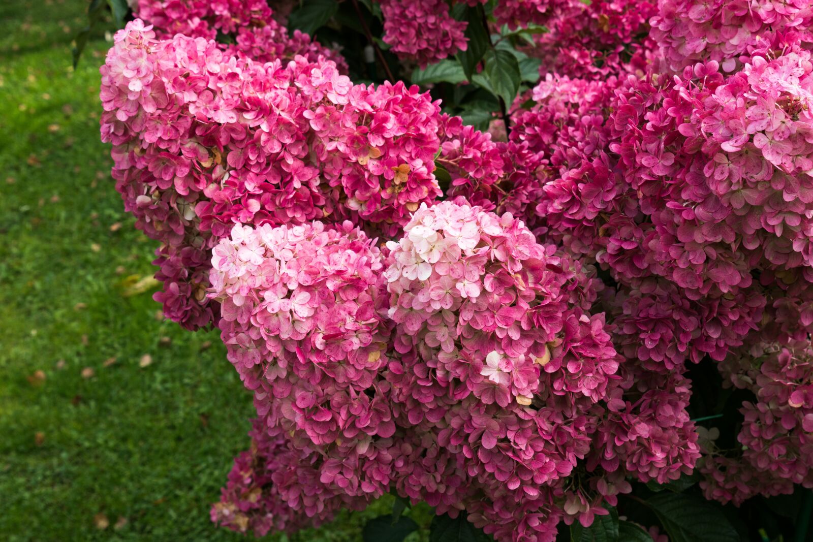 Sony a6300 + Sony Vario Tessar T* FE 24-70mm F4 ZA OSS sample photo. Hydrangea, flower, petals photography