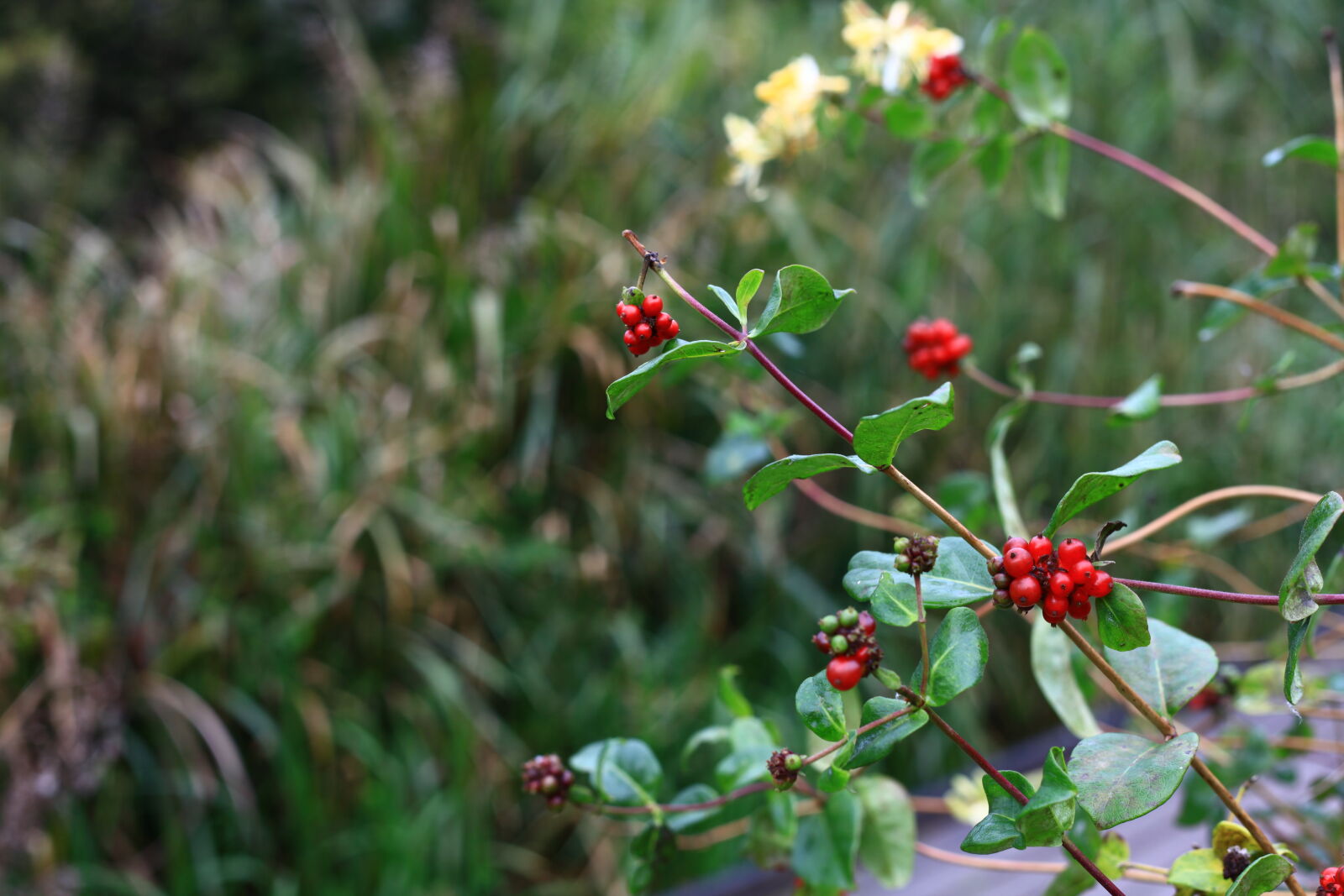 Canon EF 50mm F1.8 II sample photo. Autumn, berries, honeysuckle photography