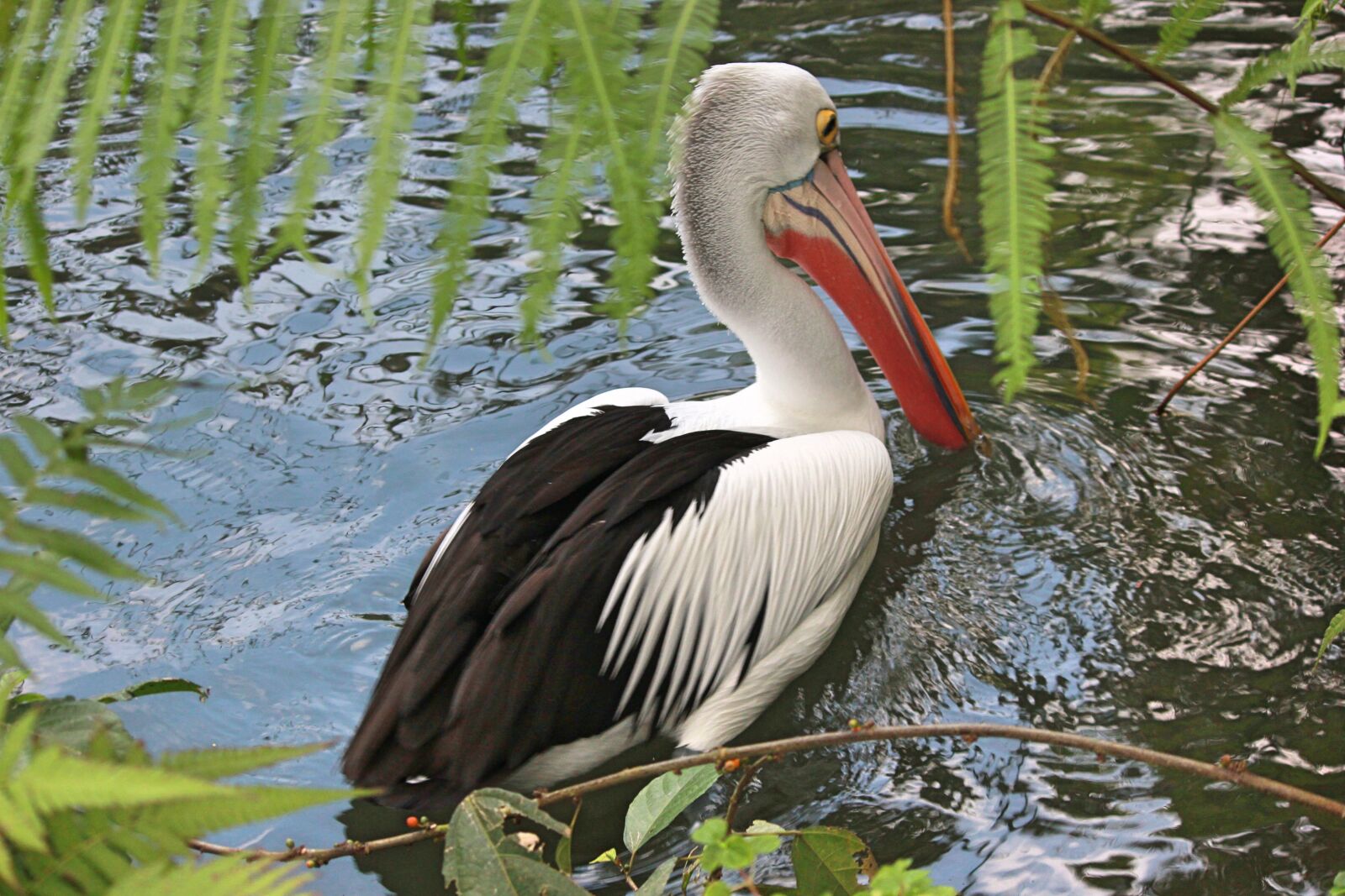 Canon EOS 550D (EOS Rebel T2i / EOS Kiss X4) sample photo. Nature, bird, feathered race photography
