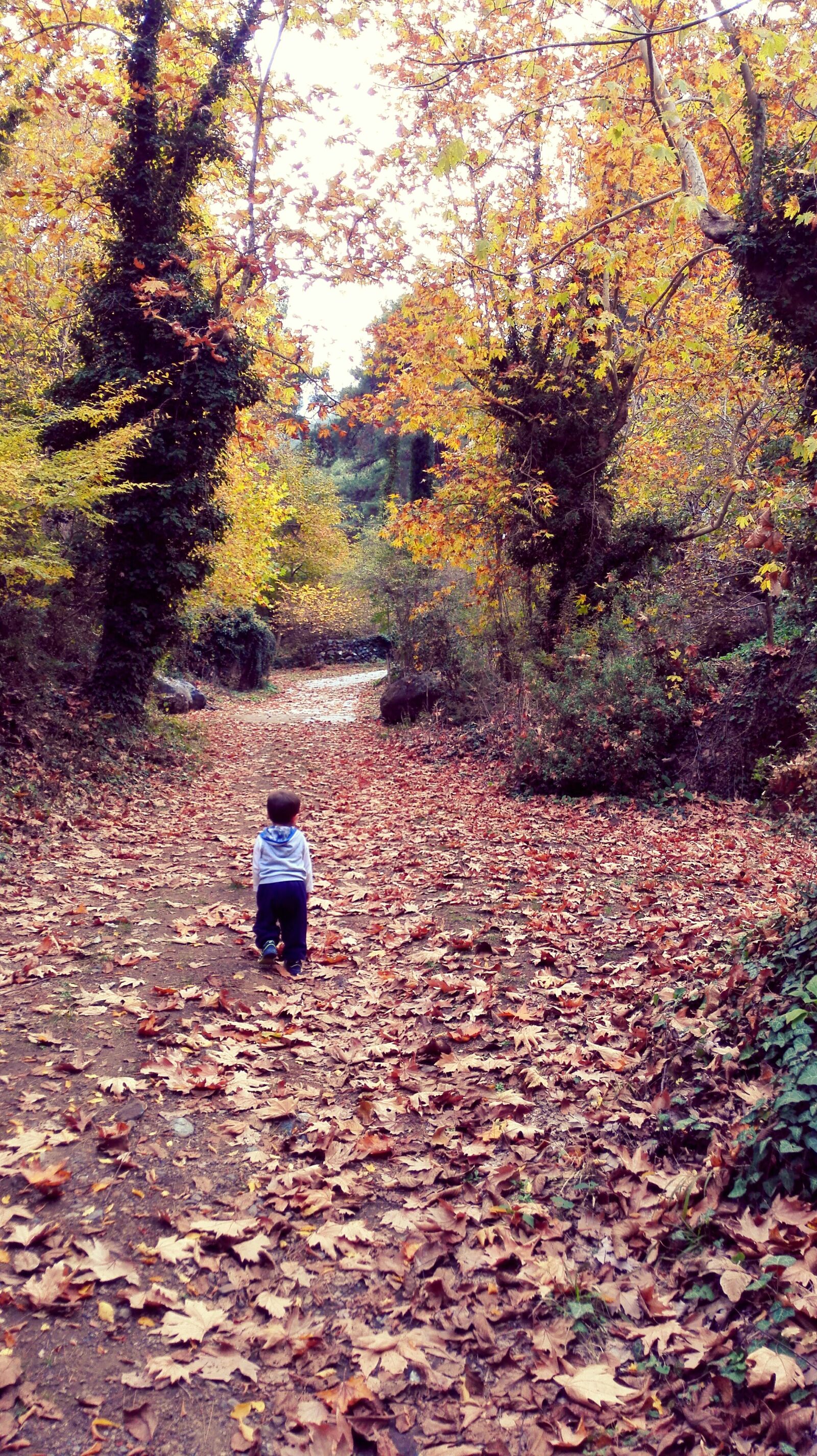 HUAWEI Mate 7 sample photo. Autumn, baby, the leaves photography