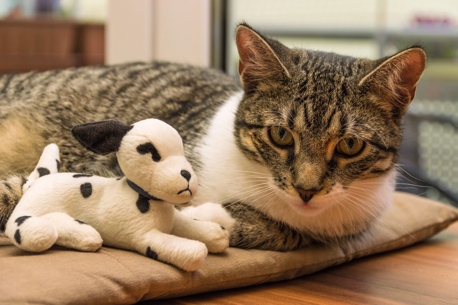 Canon EF-S 18-135mm F3.5-5.6 IS sample photo. Cat, toys, plush dog photography