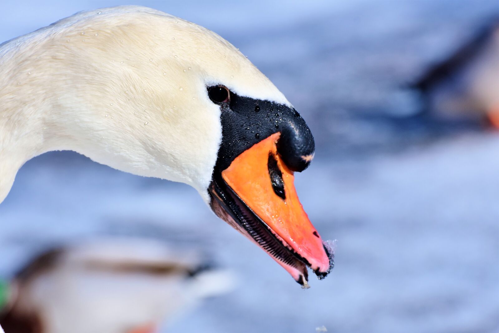 Nikon D7200 sample photo. Swan, water bird, schwimmvogel photography