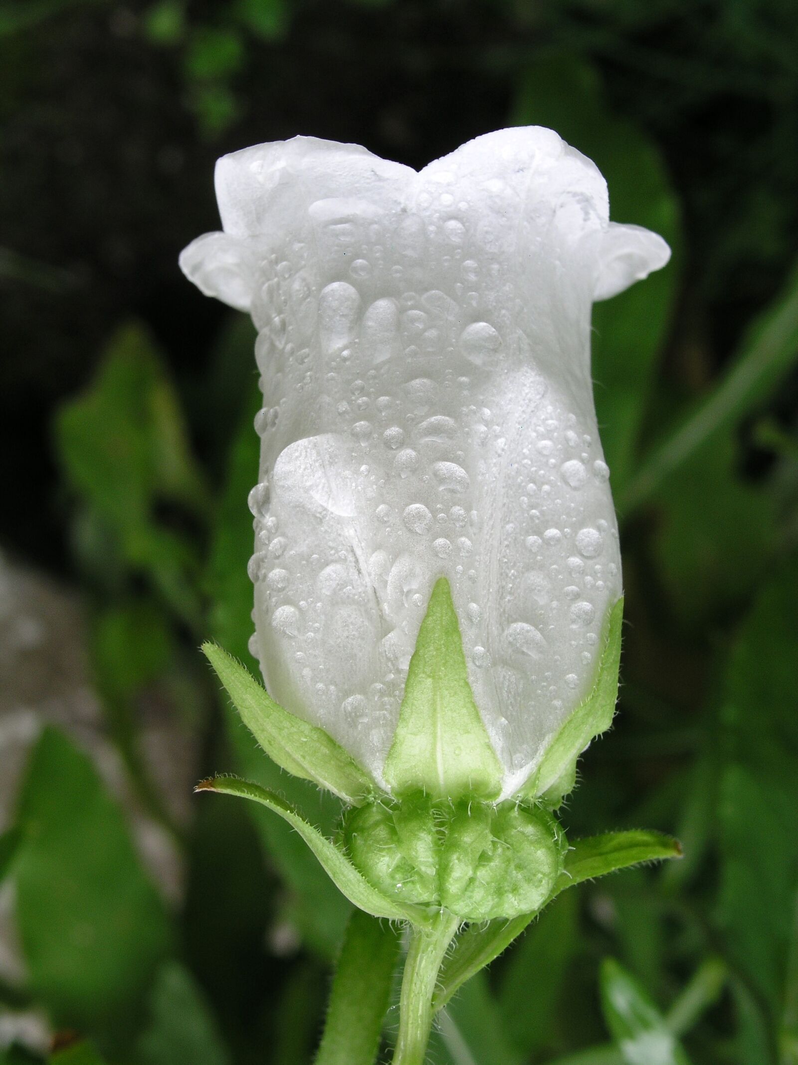 Olympus C5050Z sample photo. Flower, white, bloom photography