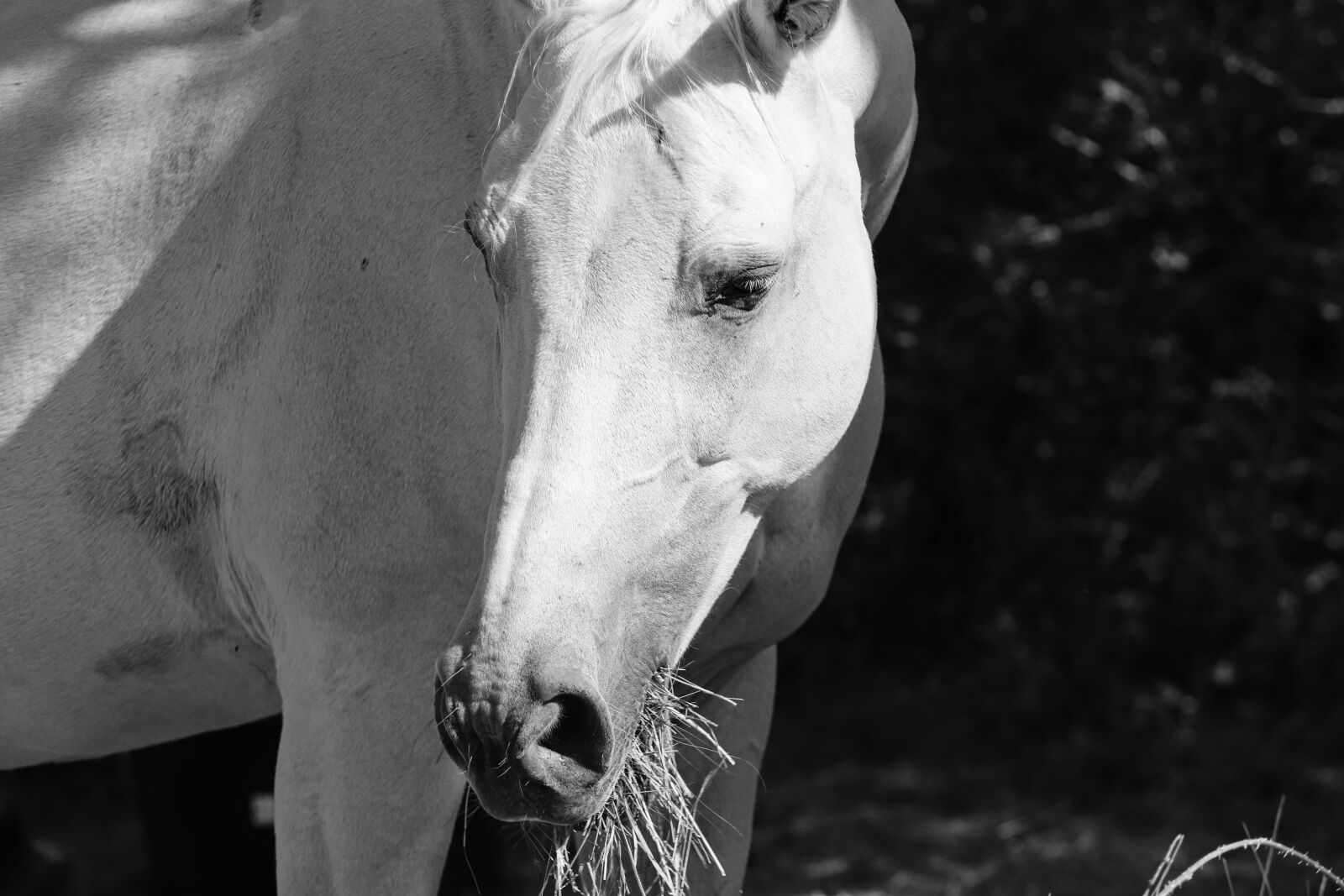 Canon EOS 200D (EOS Rebel SL2 / EOS Kiss X9) + Canon EF-S 55-250mm F4-5.6 IS II sample photo. Horse, equine, equestrian photography