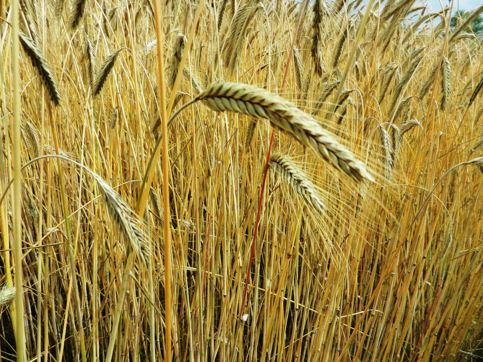 Nikon Coolpix S9100 sample photo. Corn, ears, hay photography