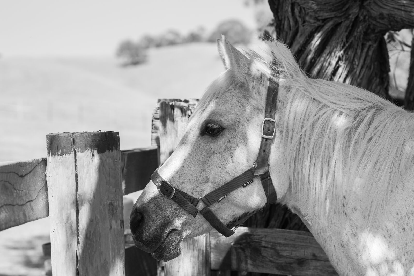 Nikon D750 sample photo. Pony, horse, equine photography