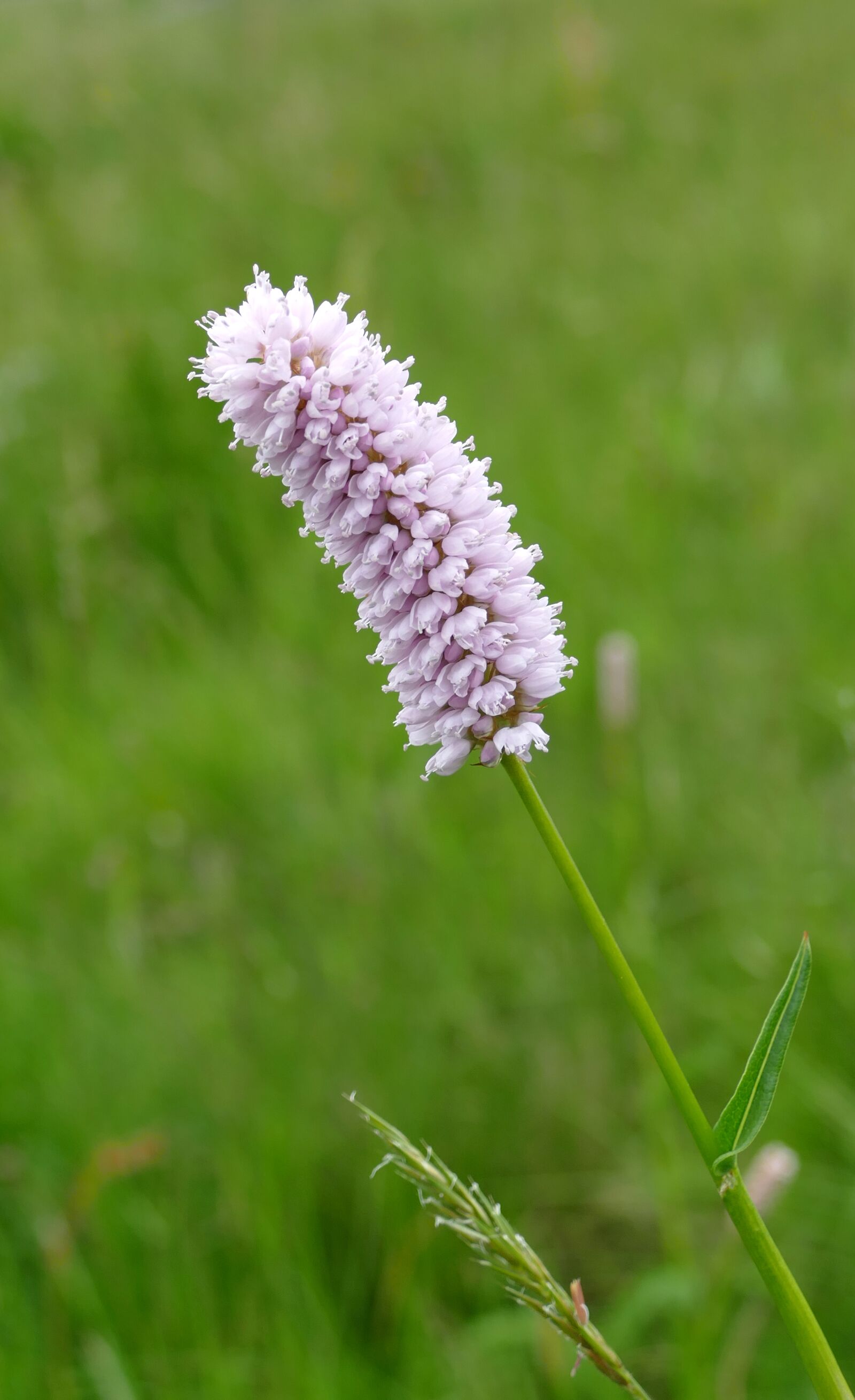Panasonic Lumix DMC-FZ1000 sample photo. Pointed flower, pink, flower photography