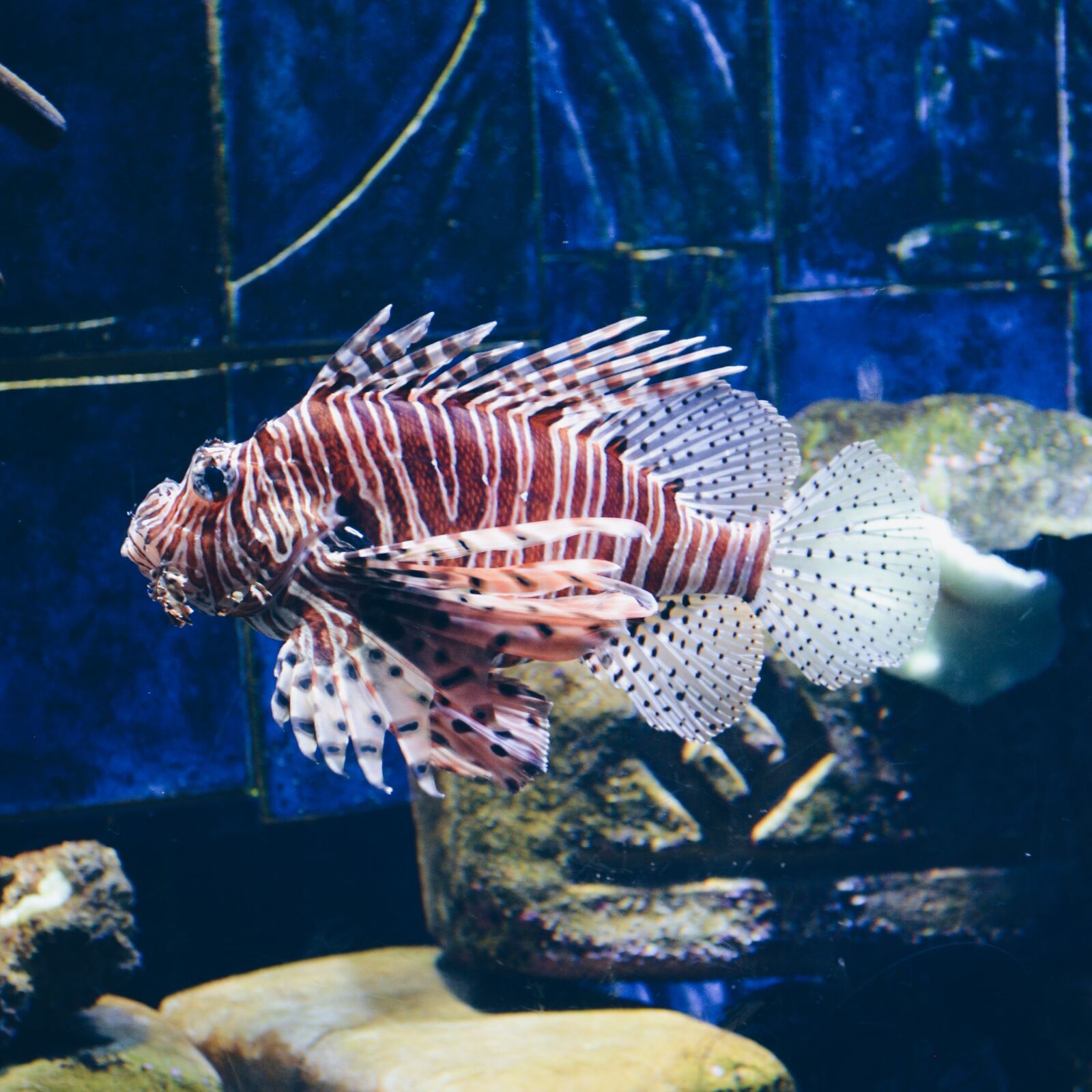 Nikon D5100 sample photo. Fish, sea photography