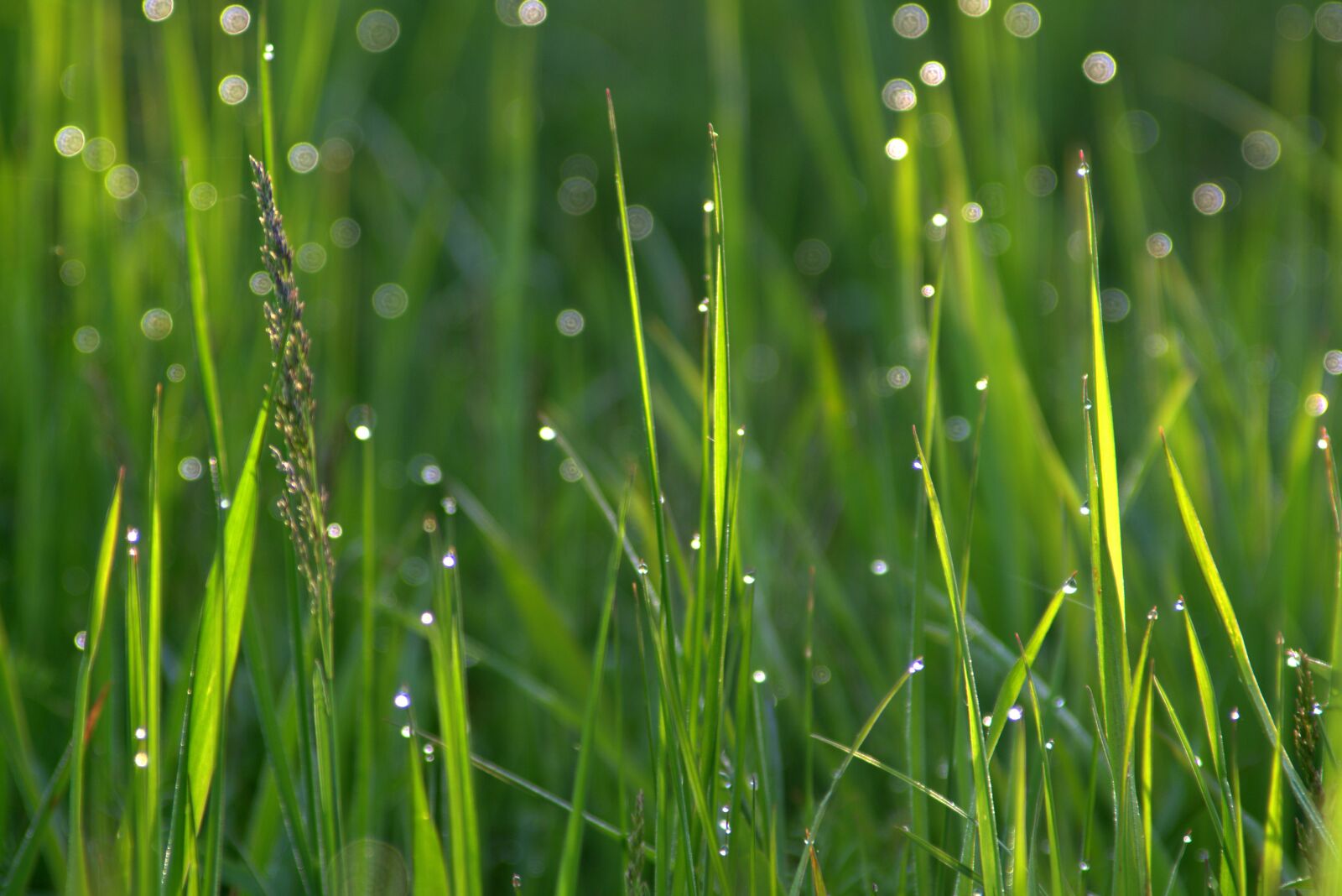Pentax K-S2 sample photo. Grass, rosa, drops of photography