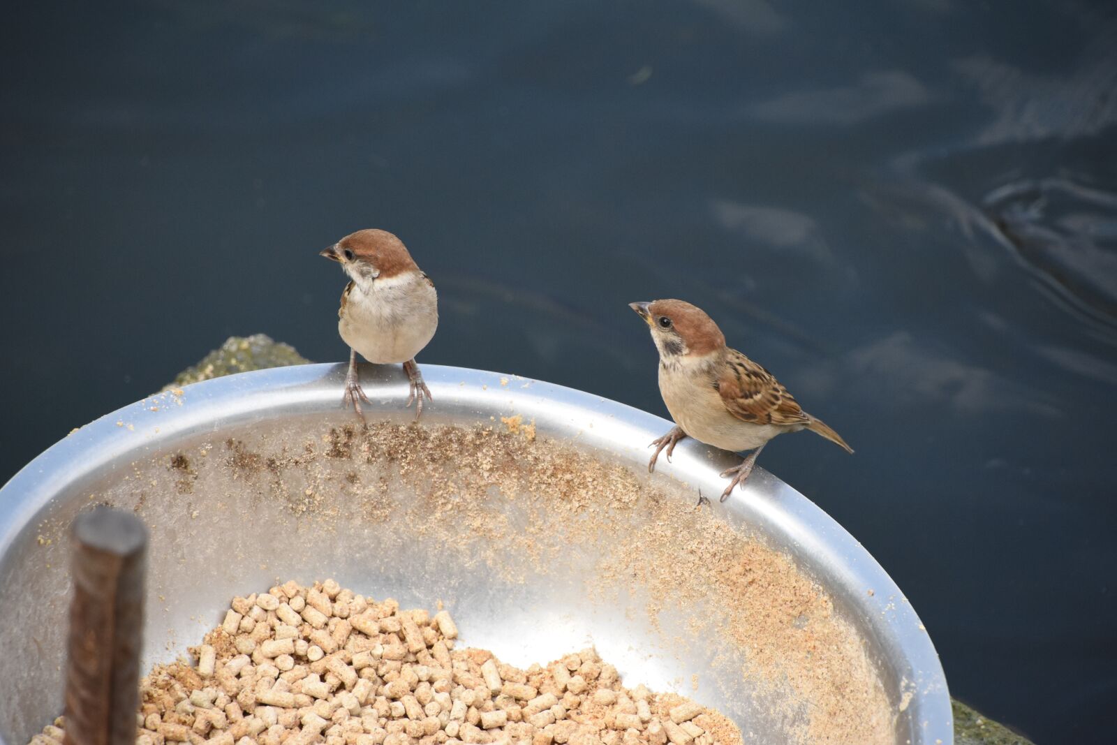 Nikon D7200 sample photo. Animal, natural, birds photography