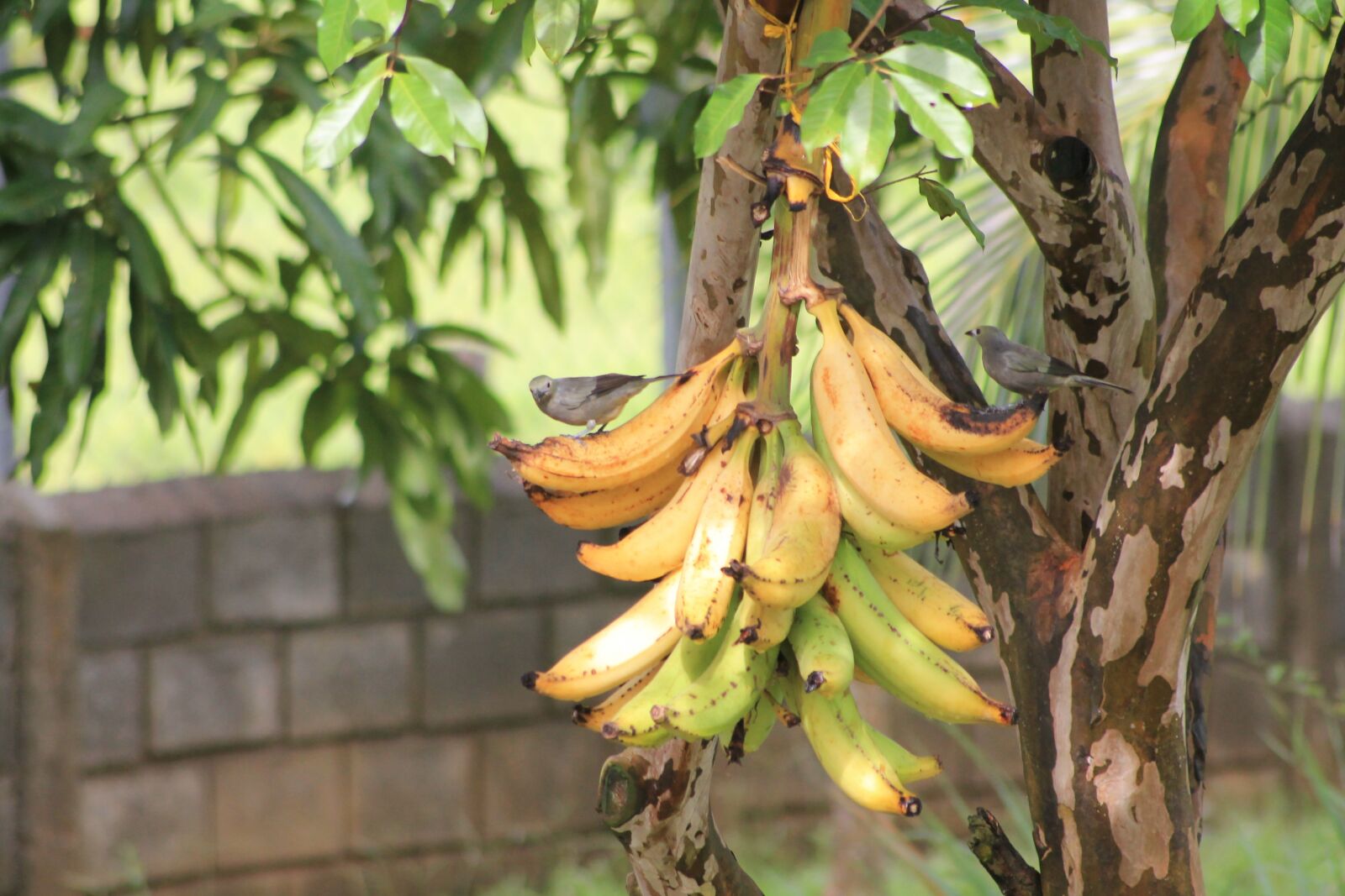 Canon EOS 1100D (EOS Rebel T3 / EOS Kiss X50) sample photo. Bananas, birds, nature photography