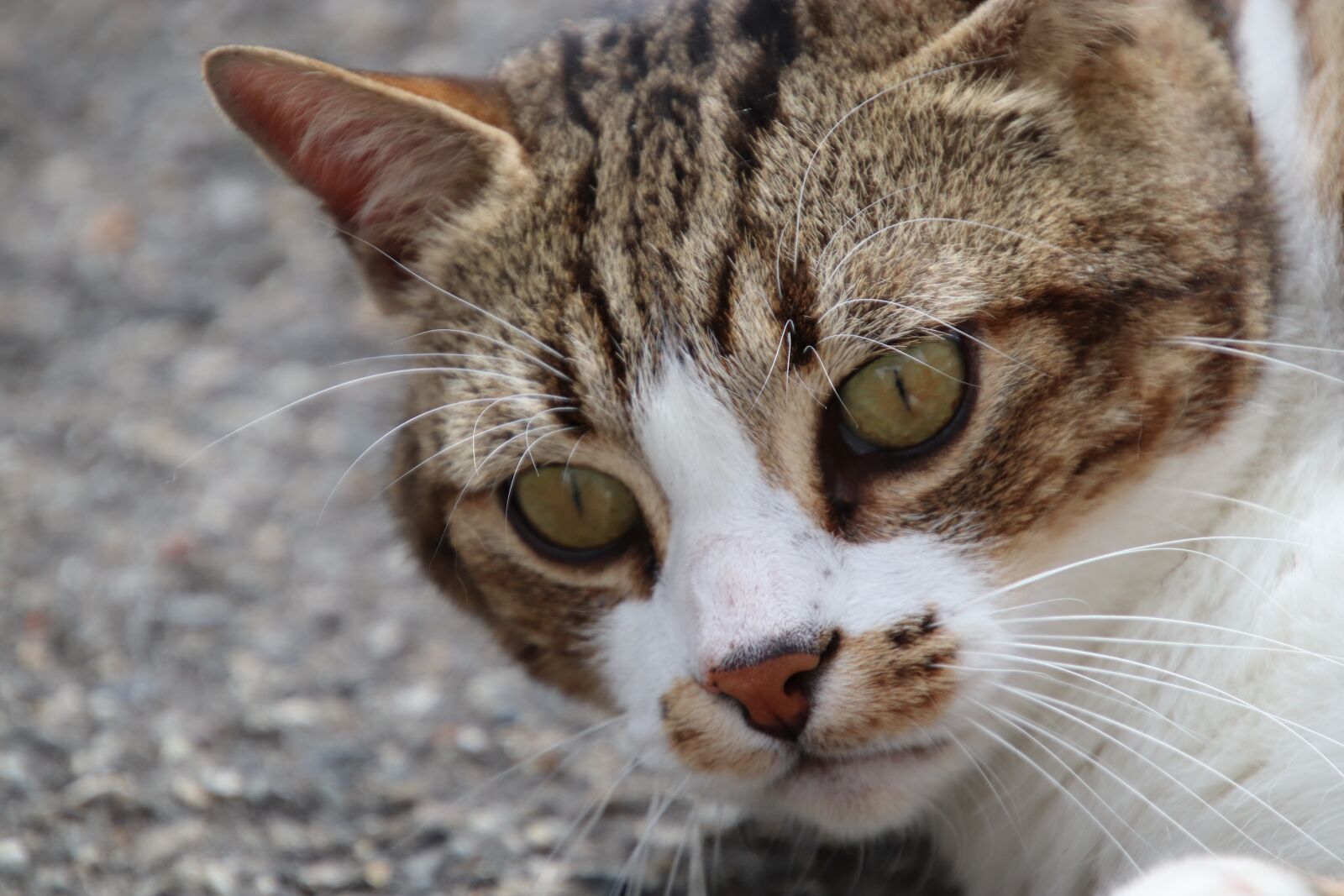 Canon EOS 800D (EOS Rebel T7i / EOS Kiss X9i) sample photo. Cats, tabby, felines photography
