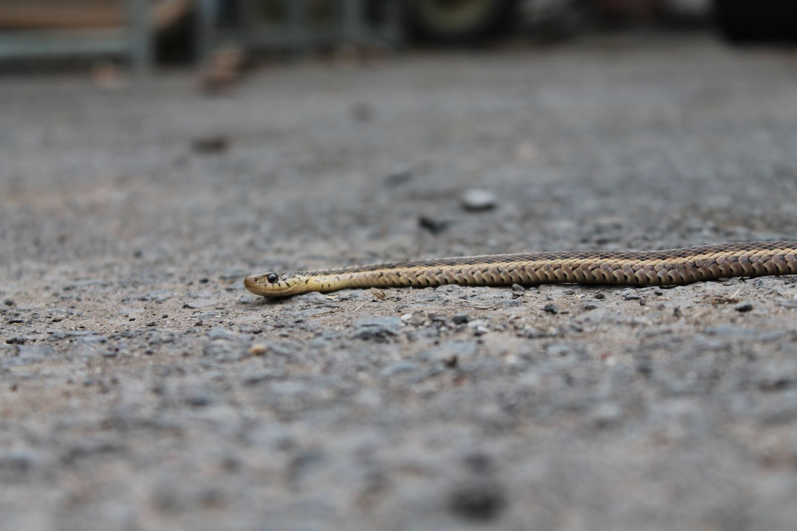 Canon EOS 1100D (EOS Rebel T3 / EOS Kiss X50) sample photo. Snake, gravel, animal photography