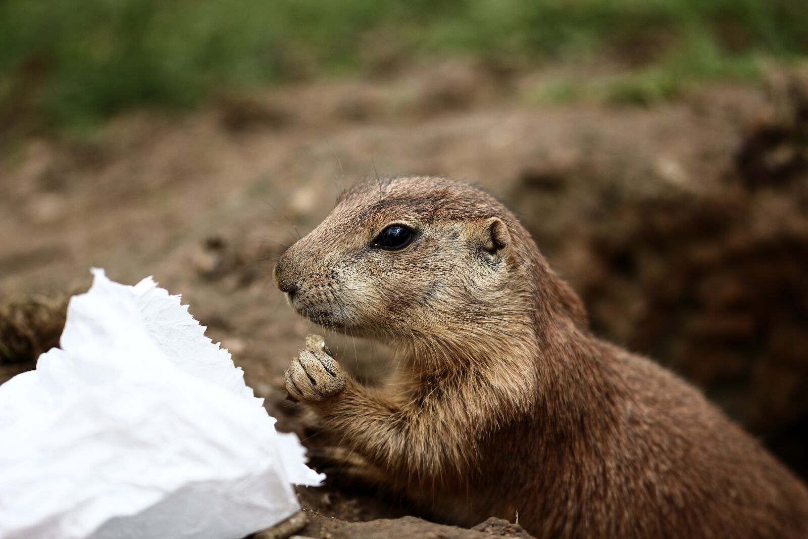 Canon EOS 700D (EOS Rebel T5i / EOS Kiss X7i) sample photo. Prairie dog, animals, zoo photography