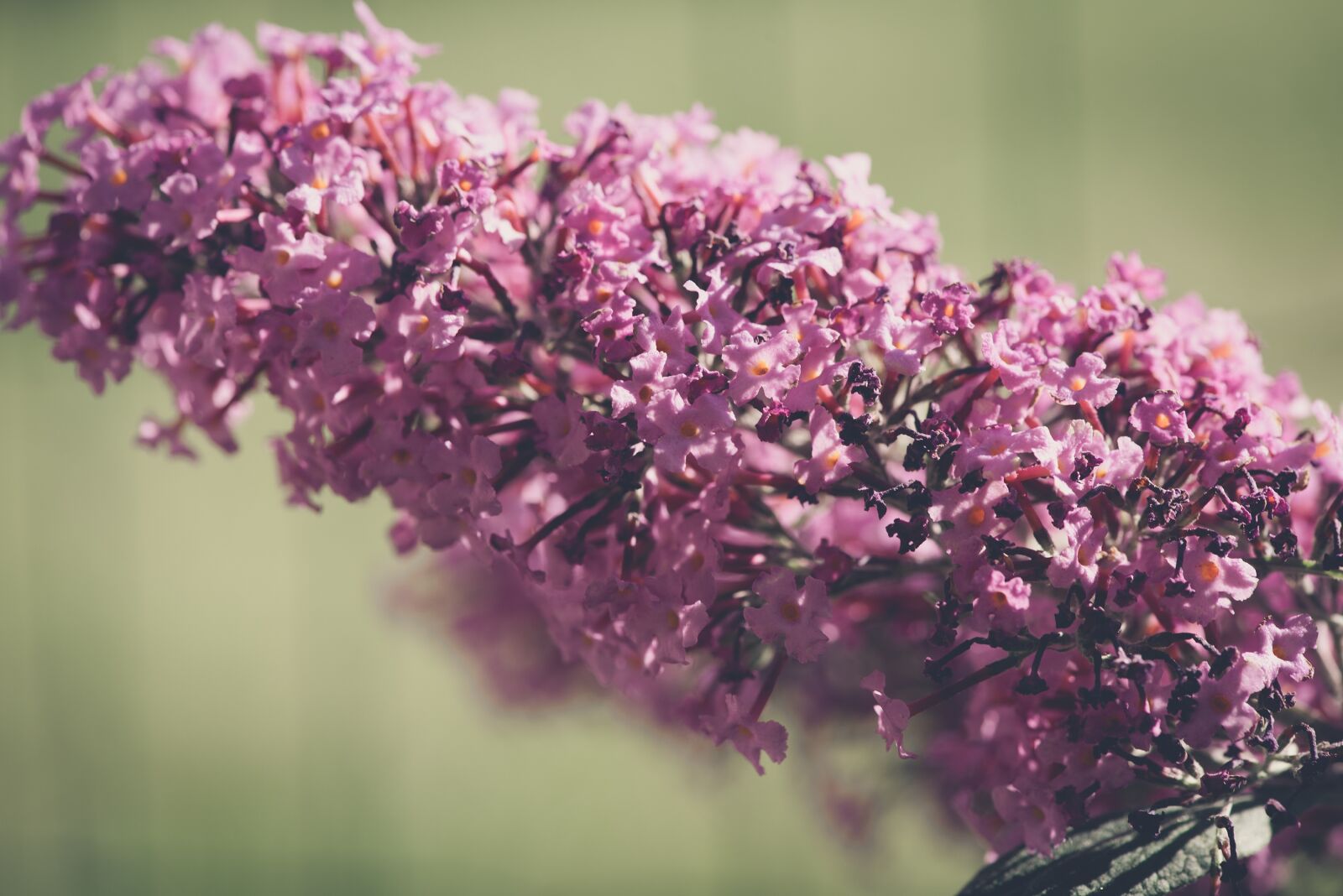 Nikon D750 sample photo. Summer lilac, flower, plant photography