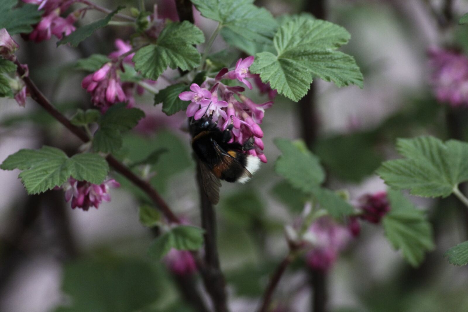Canon EOS 1100D (EOS Rebel T3 / EOS Kiss X50) sample photo. Hummel, plant, insect photography