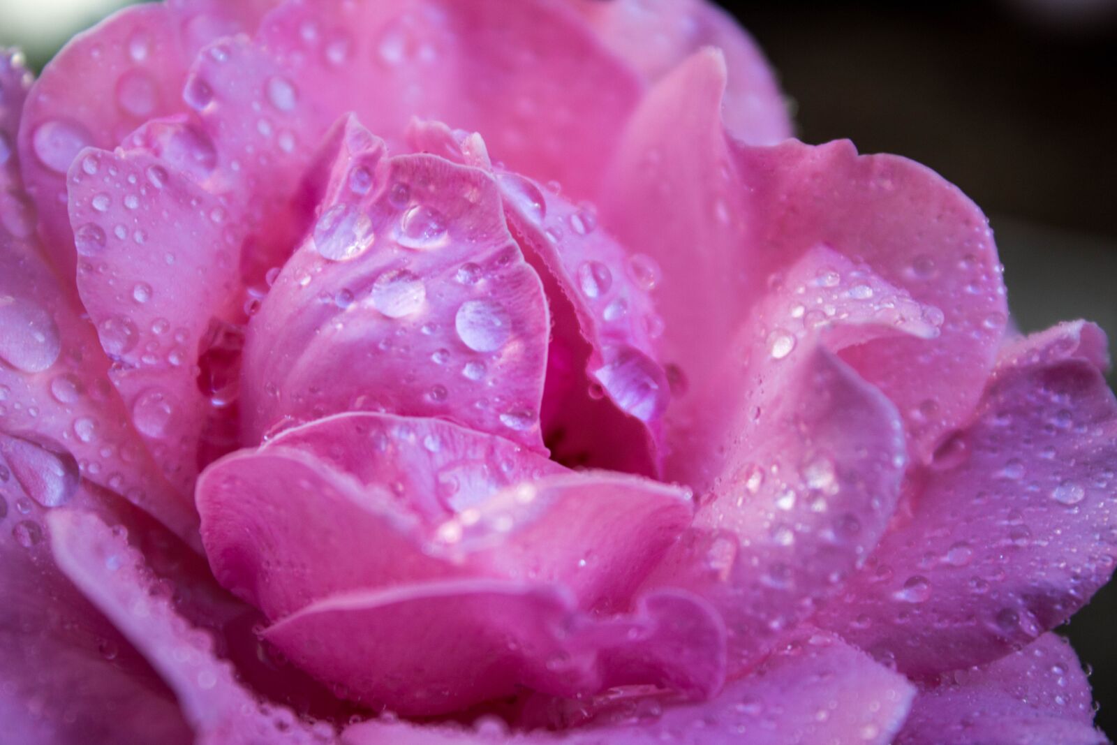 Canon EOS 600D (Rebel EOS T3i / EOS Kiss X5) sample photo. Flower, nature, spring photography