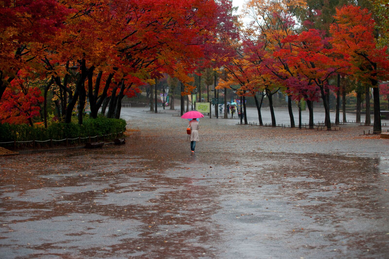 Minolta/Sony AF 70-200mm F2.8 G sample photo. Autumn, woman, rain photography