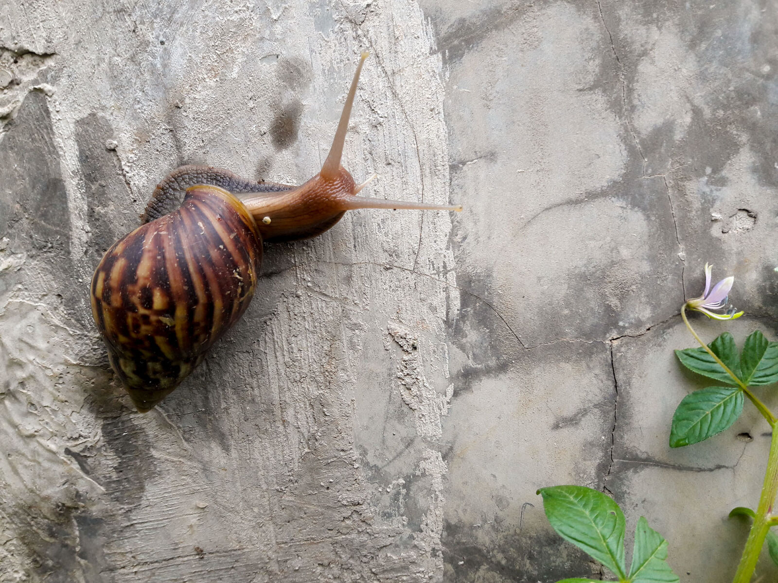Samsung Galaxy A5(2016) sample photo. Nature, garden, animal, leaf photography