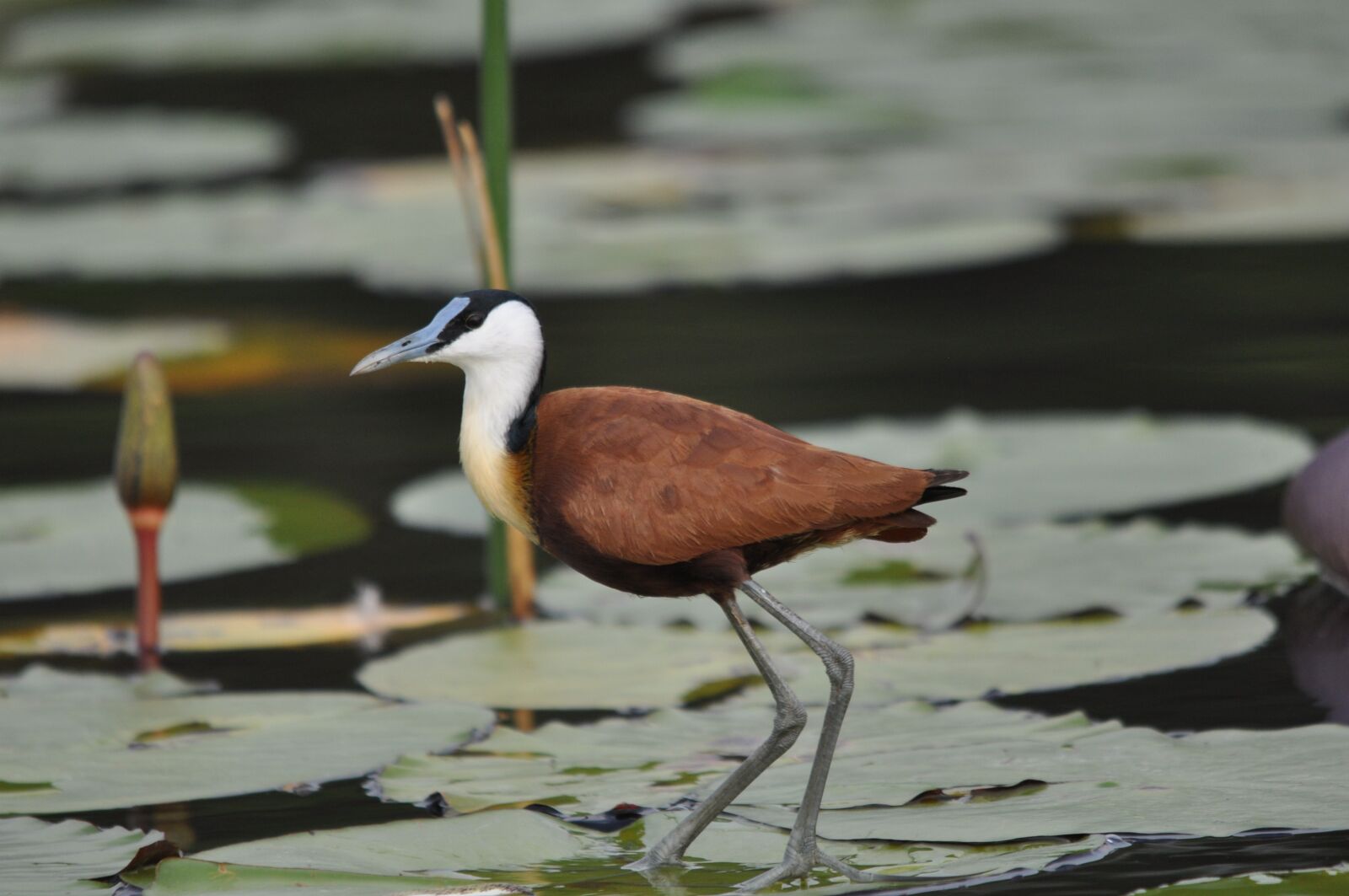 Nikon D90 sample photo. Bird, wildlife, pool photography