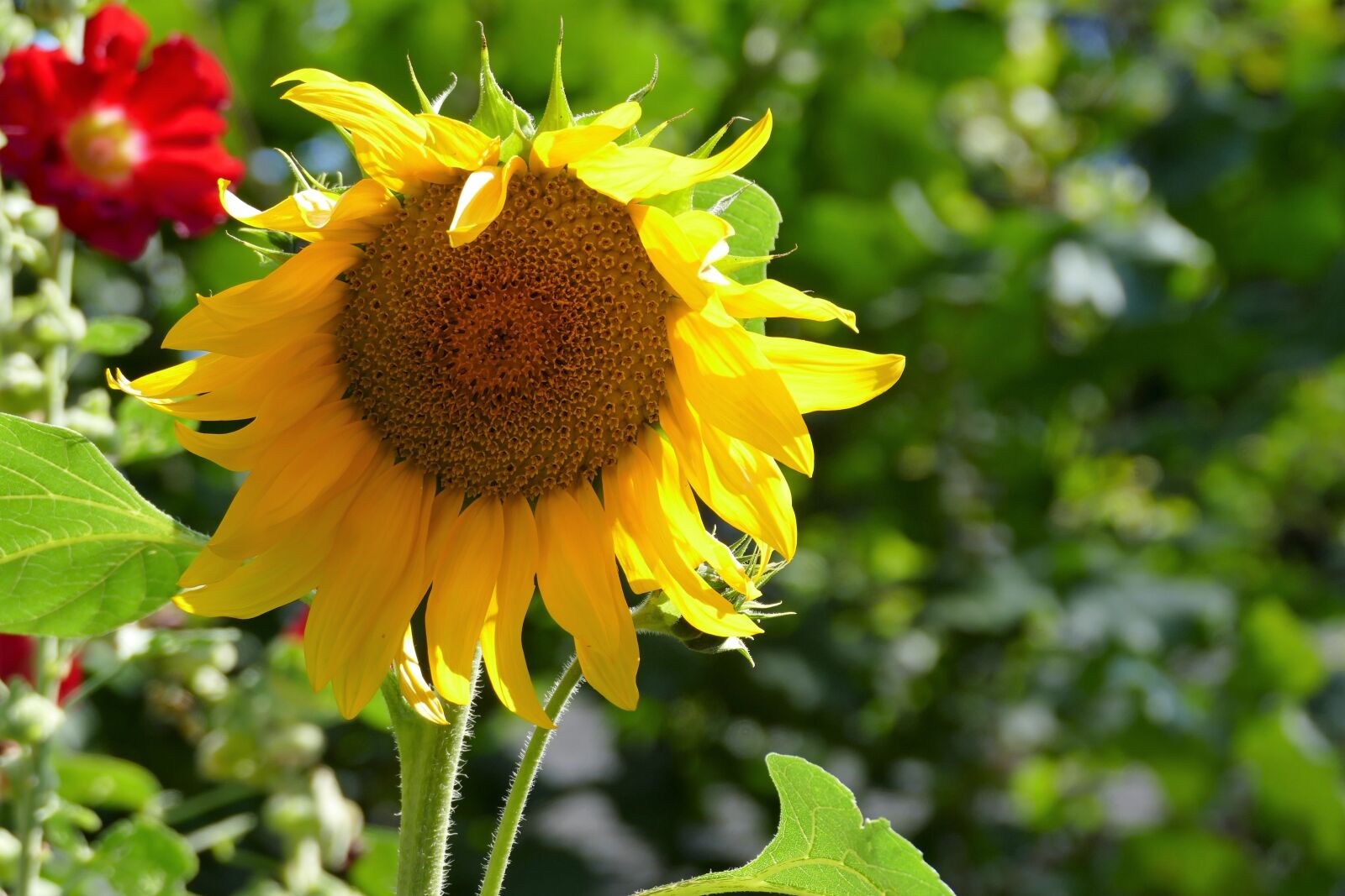 Panasonic Lumix DMC-FZ1000 sample photo. Sunflower, summer, nature photography