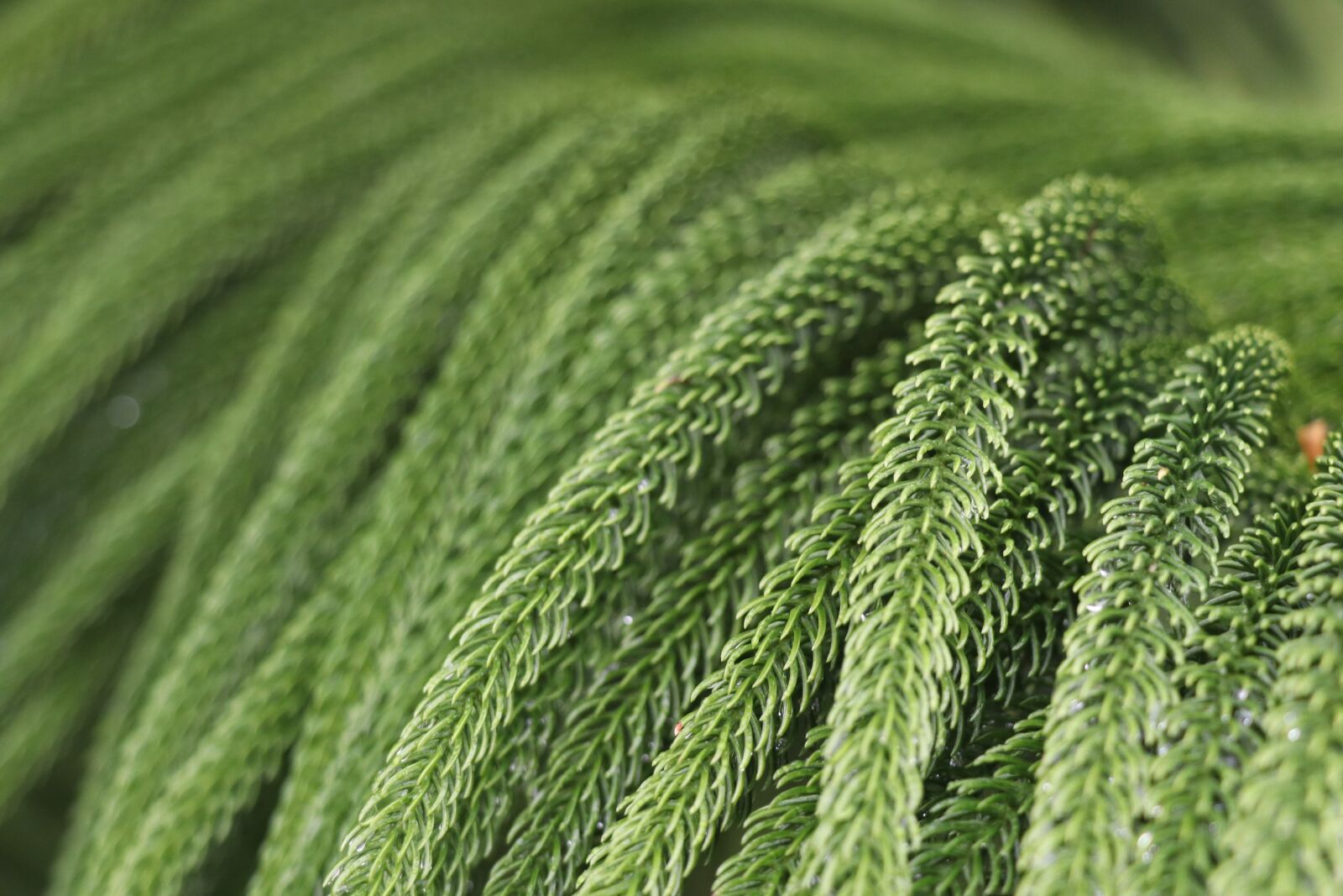 Canon EOS 77D (EOS 9000D / EOS 770D) sample photo. Greens, sheet, nature photography
