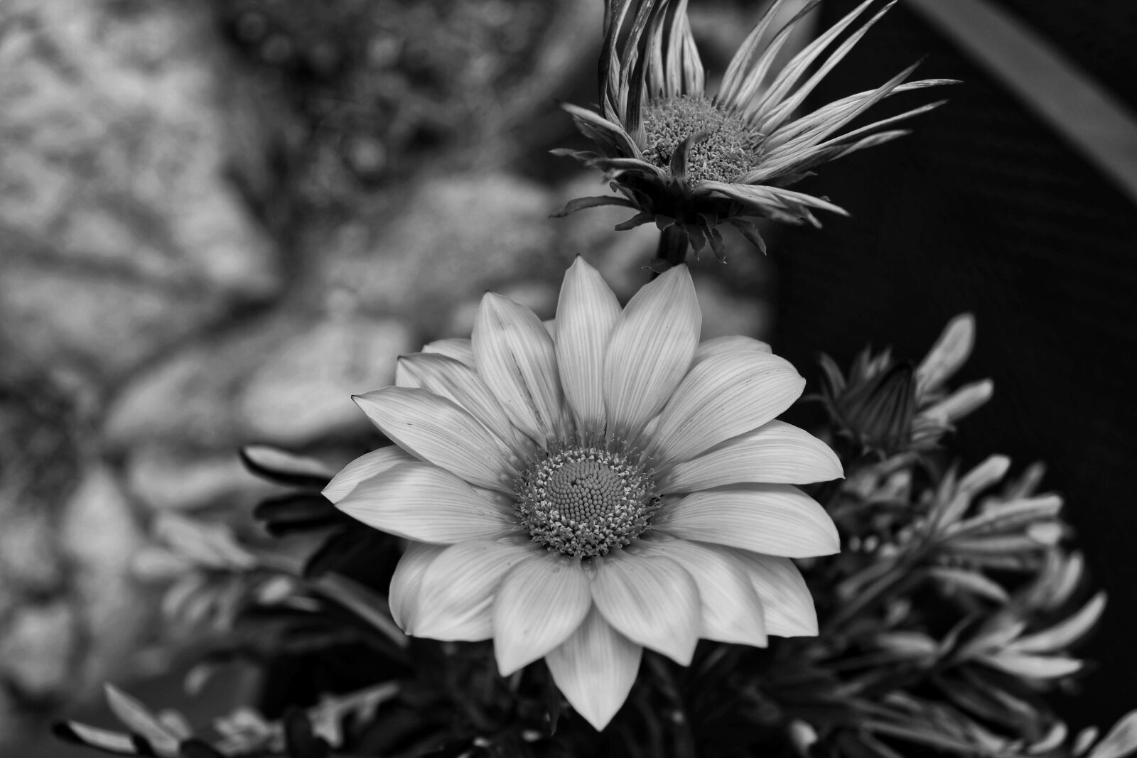 Canon EOS 2000D (EOS Rebel T7 / EOS Kiss X90 / EOS 1500D) sample photo. Nature, flower, b w photography
