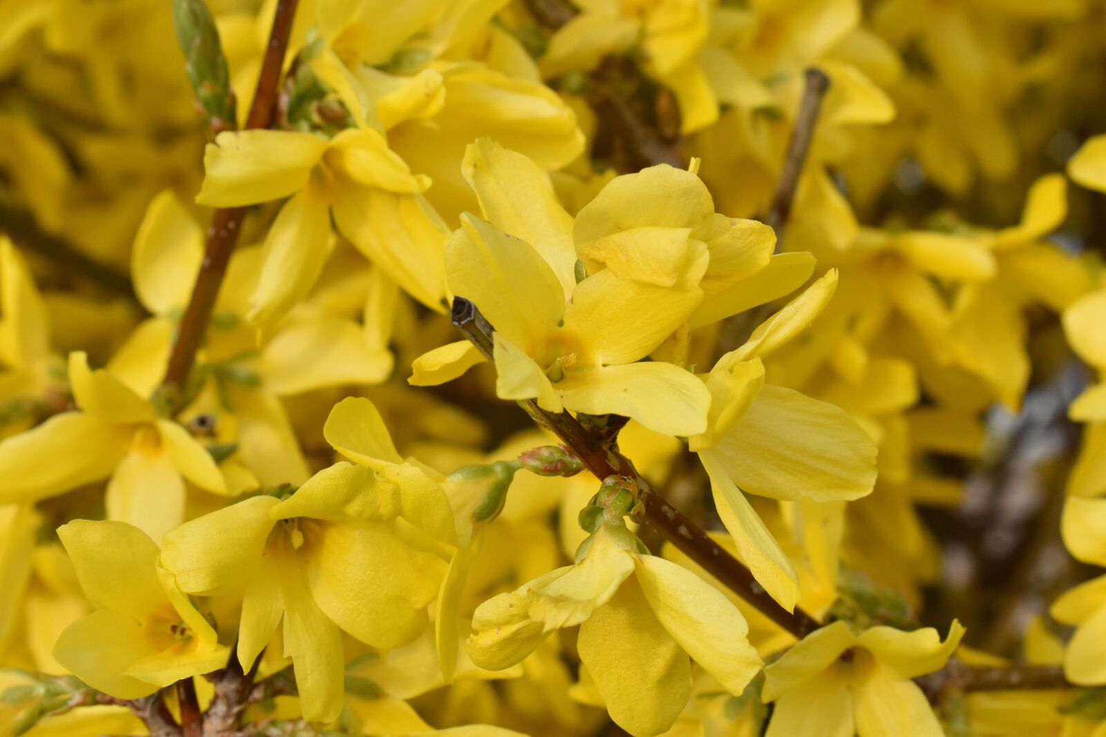 Nikon D3400 sample photo. Forsythia, garden, flower photography