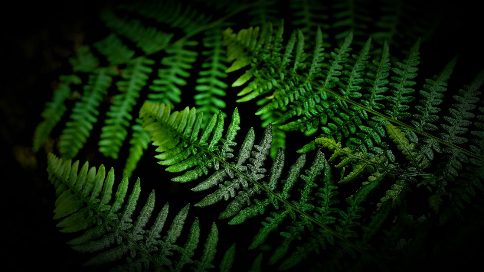 Sony a6000 + Sony E 30mm F3.5 Macro sample photo. Fern, green, forest photography