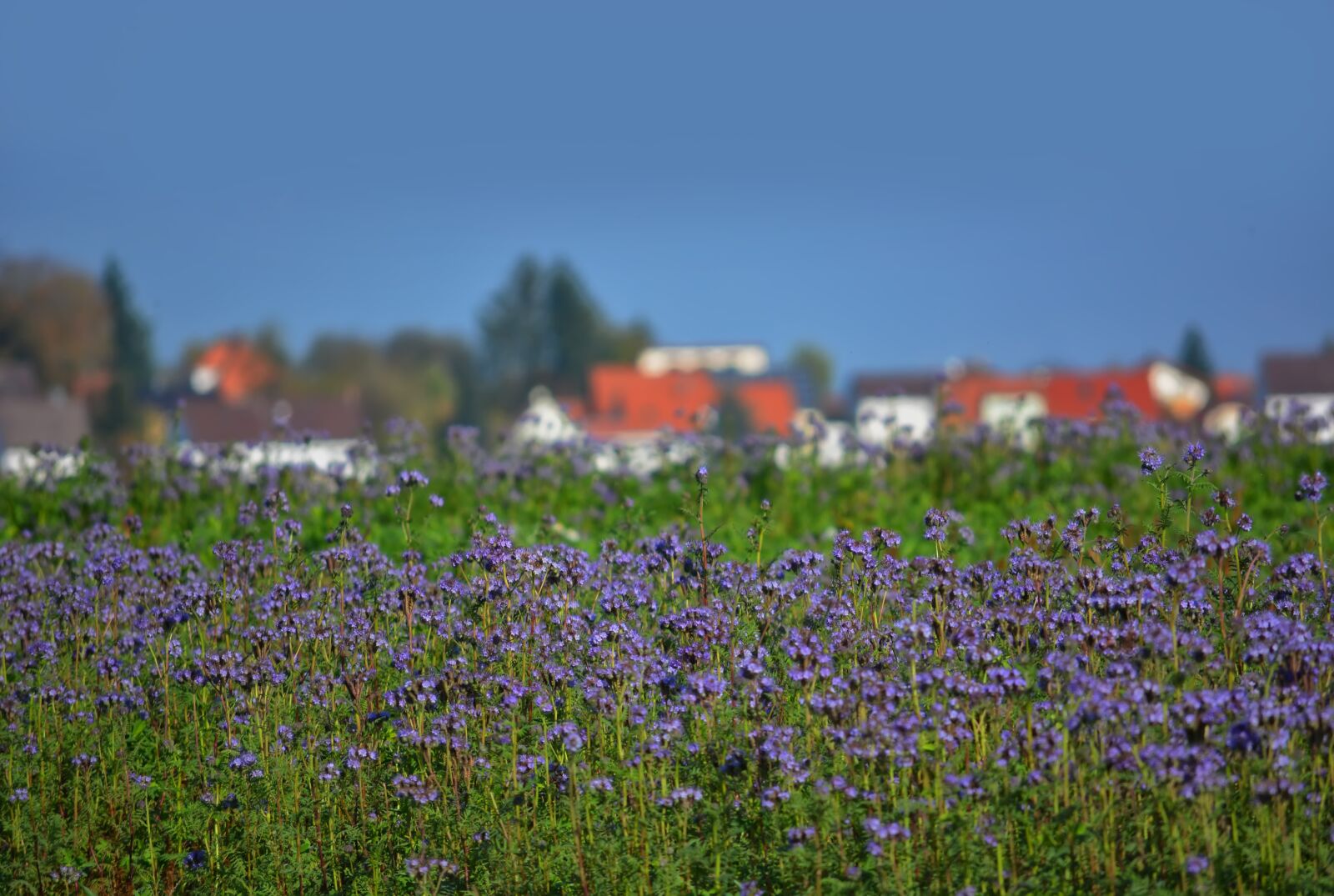 Nikon D5200 sample photo. Field, flowers, bloom photography