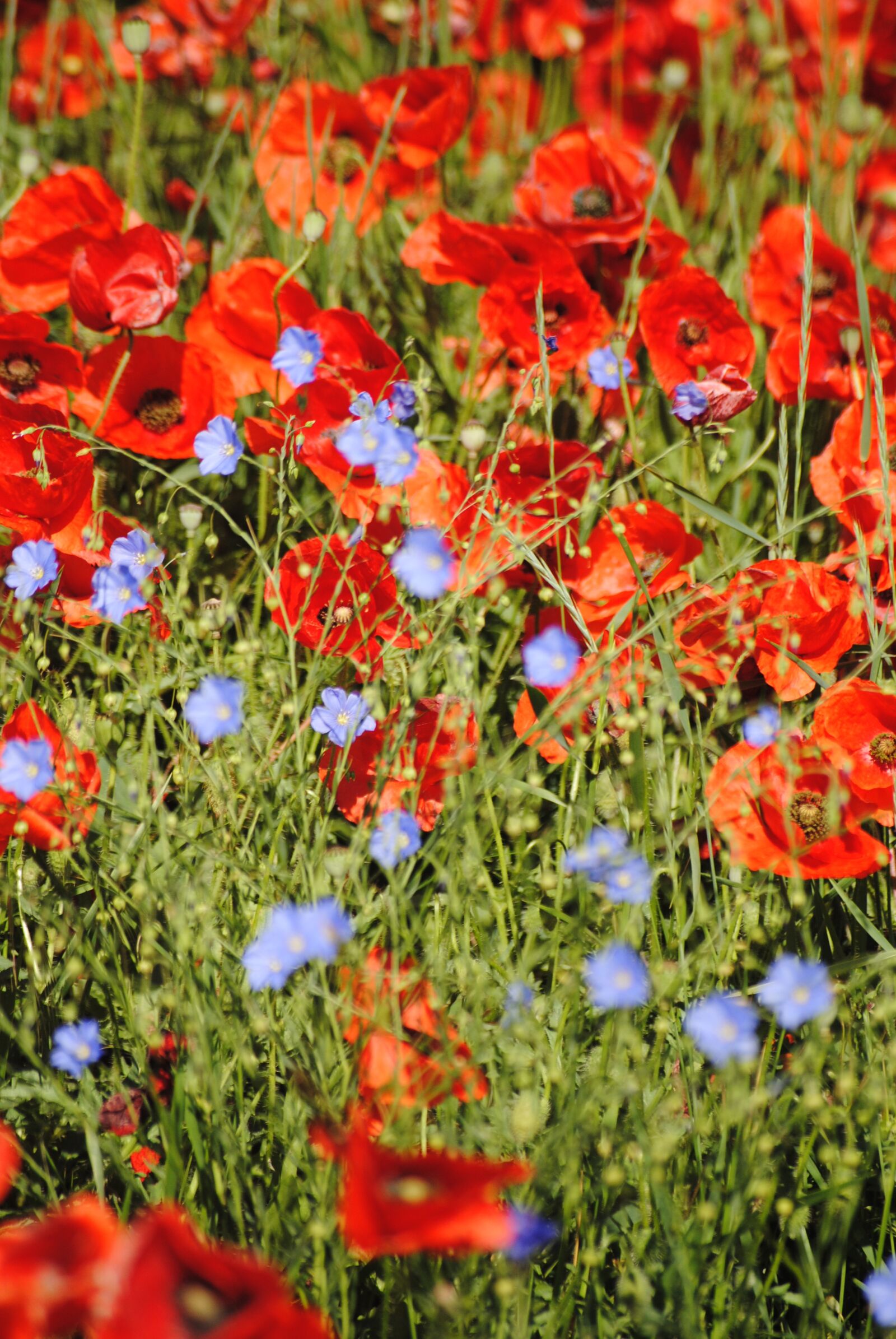 Nikon D3000 sample photo. Poppies, red, flowers photography