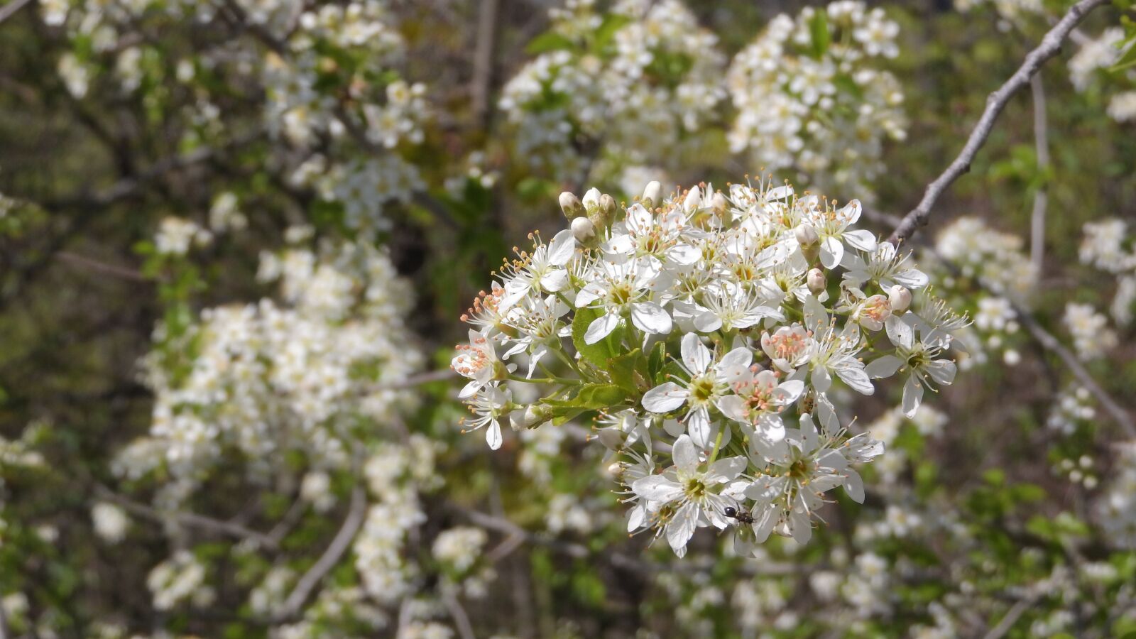 Nikon Coolpix P610 sample photo. Bush, flowers, whites photography