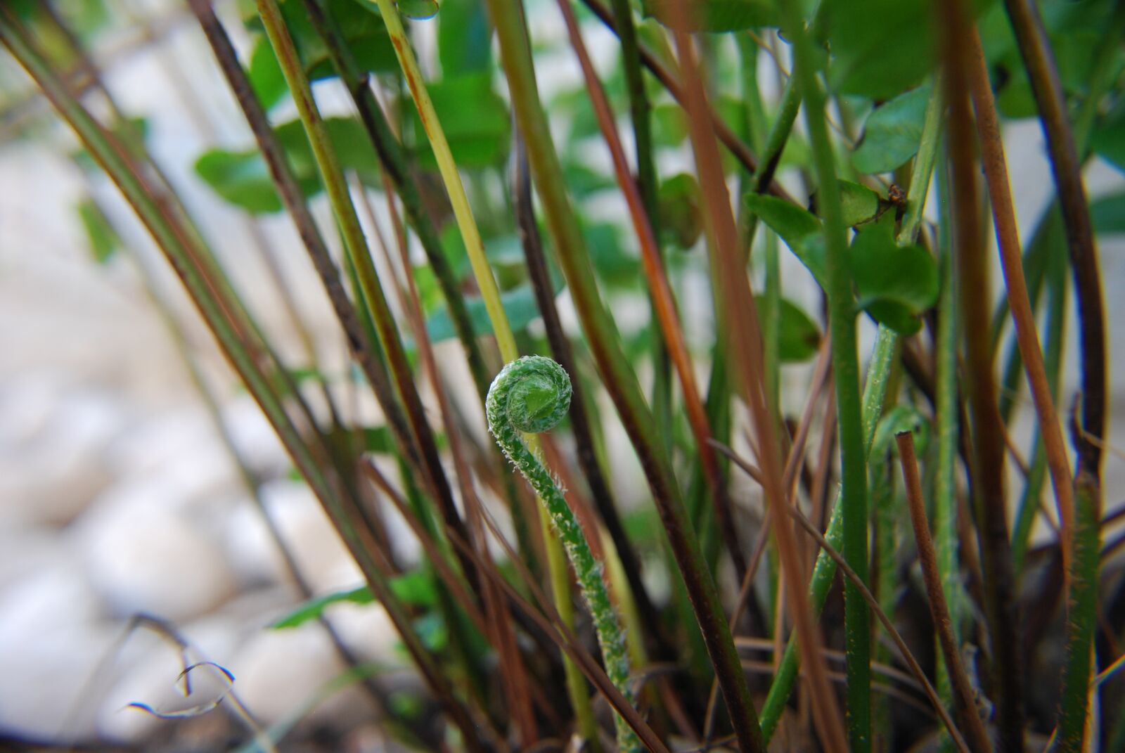 Nikon D60 sample photo. Fern, plant, green photography