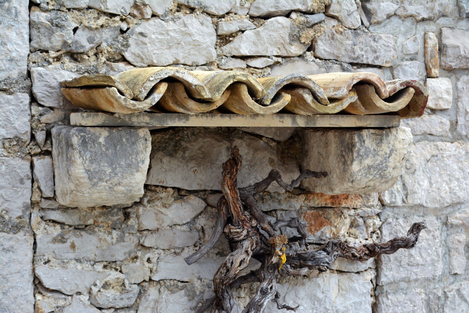 Nikon D5200 sample photo. Decorative, stone wall, vine photography