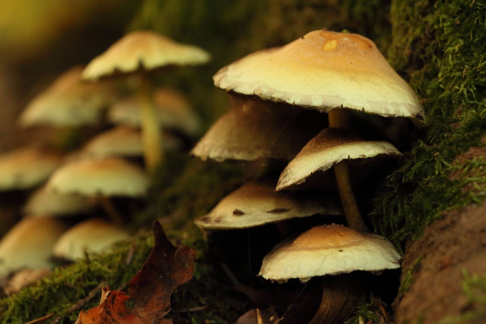Canon EOS 650D (EOS Rebel T4i / EOS Kiss X6i) sample photo. Forest, mushrooms, forest mushrooms photography