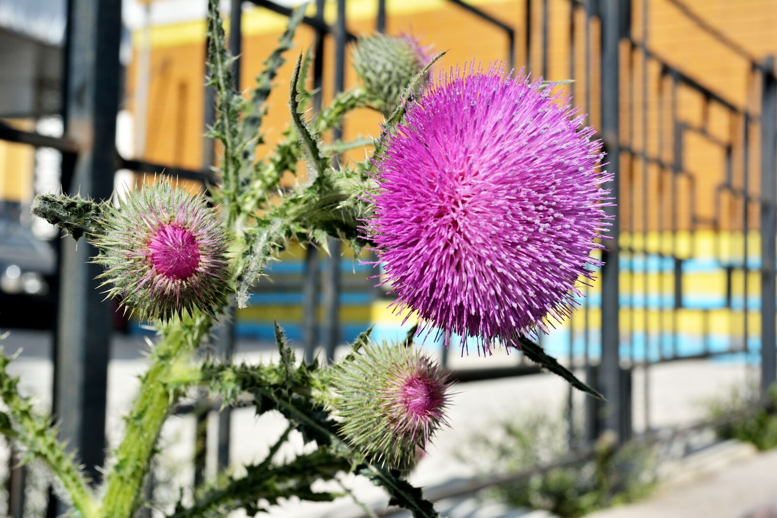 Nikon D5200 sample photo. Burdock, blooming burdock, flower photography